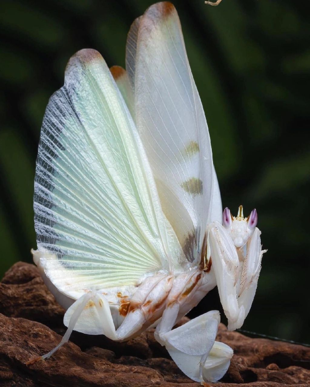 南京博物学教育|神奇生物图鉴|公主般的螳螂 名称:兰花螳螂 外文名