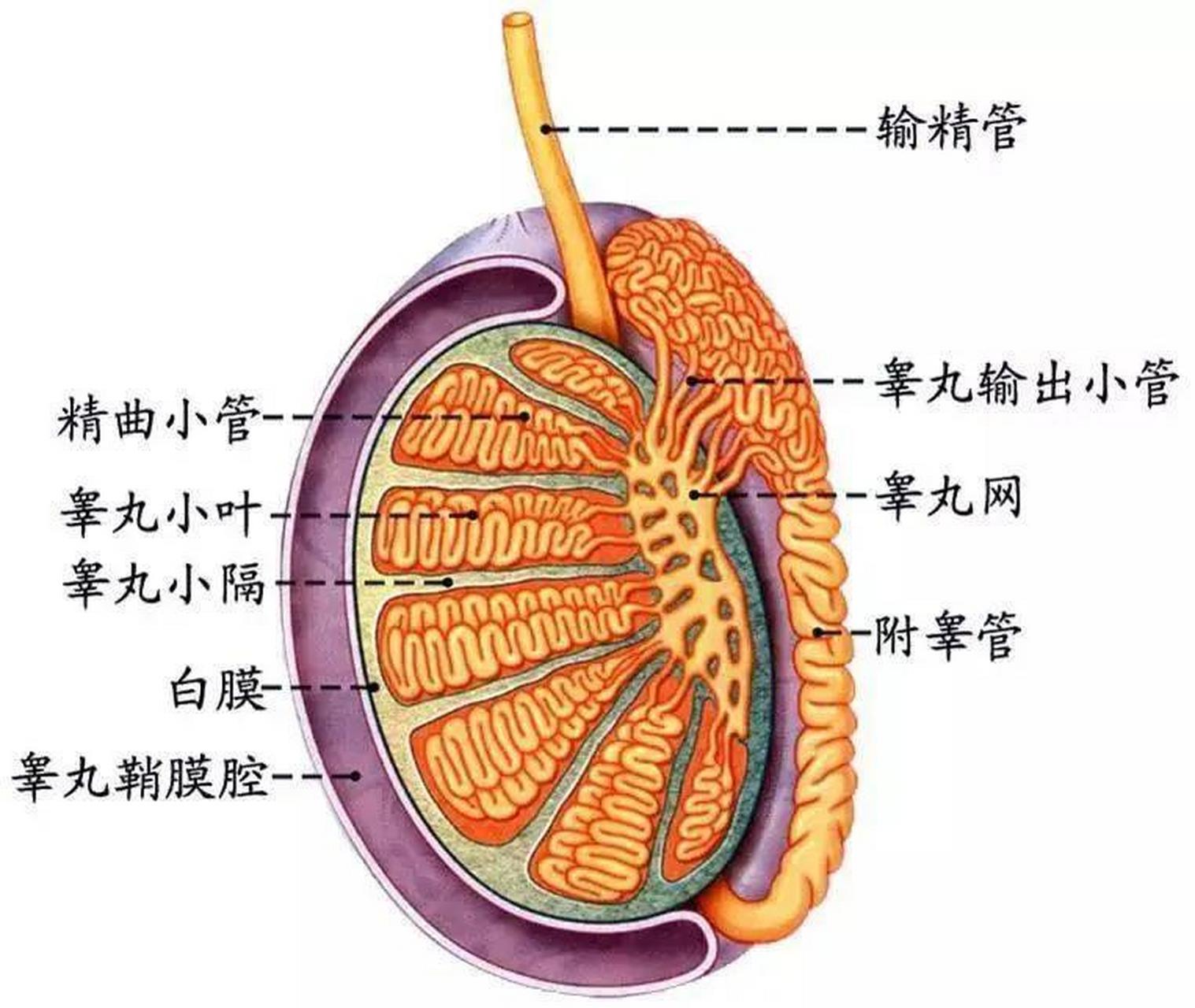 输精管四个部分图片