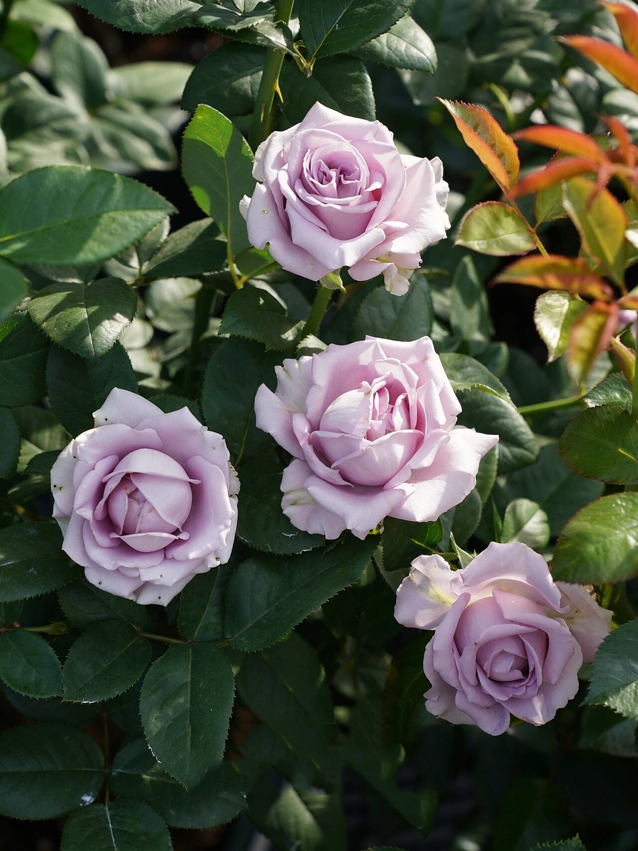 澳大利亚grandiflora紫龙晶切花月季