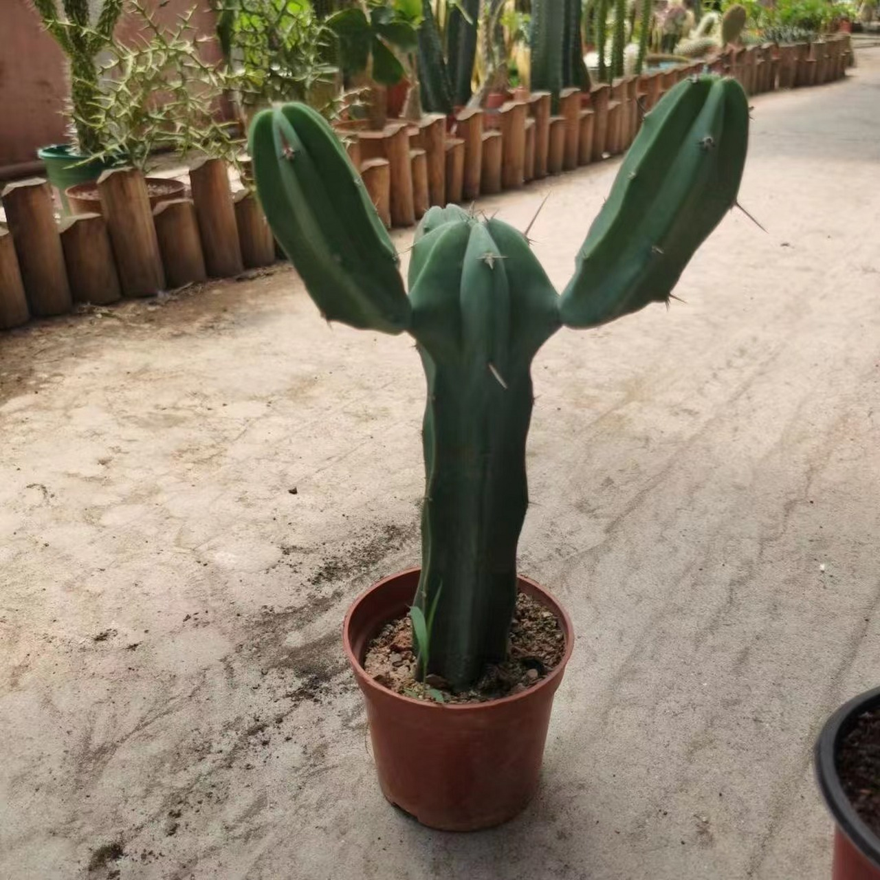 棒槌龙神木仙人掌 "龙神木",是仙人掌科龙神柱属的观赏植物,它基本是