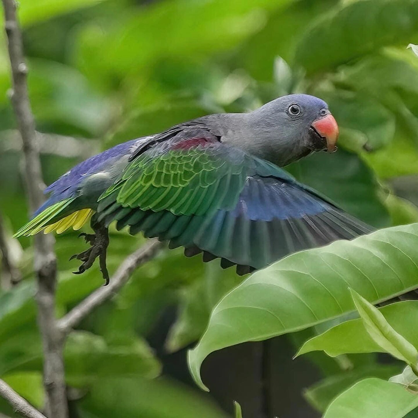 蓝腰短尾鹦鹉
