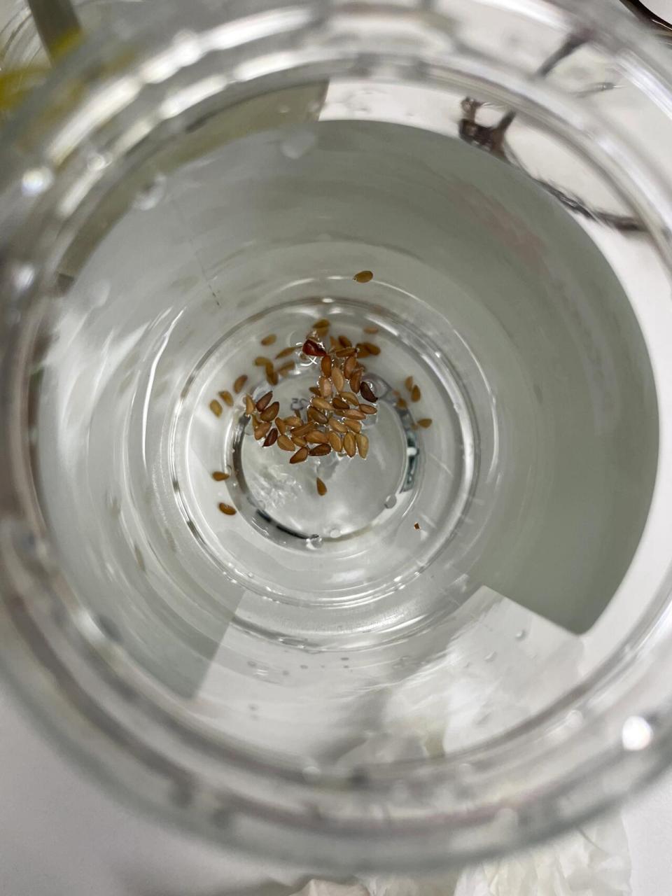 看看玫瑰花种子能不能🌱 泡水10小时,现在拿纸巾吸水放在纸巾上