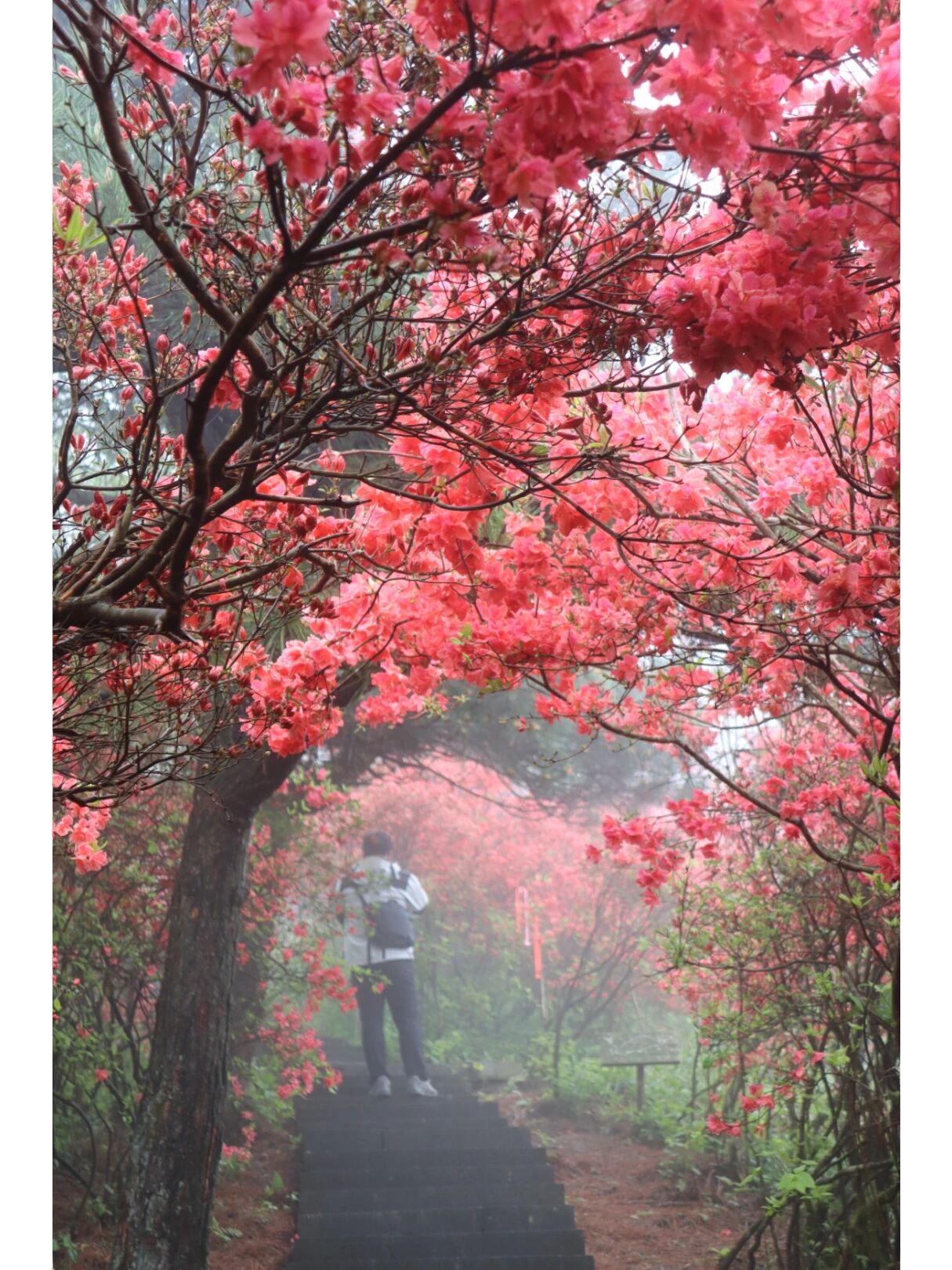 金华磐安|杜鹃花盛开 第一次看到漫山遍野这么多的杜鹃 多到下山的
