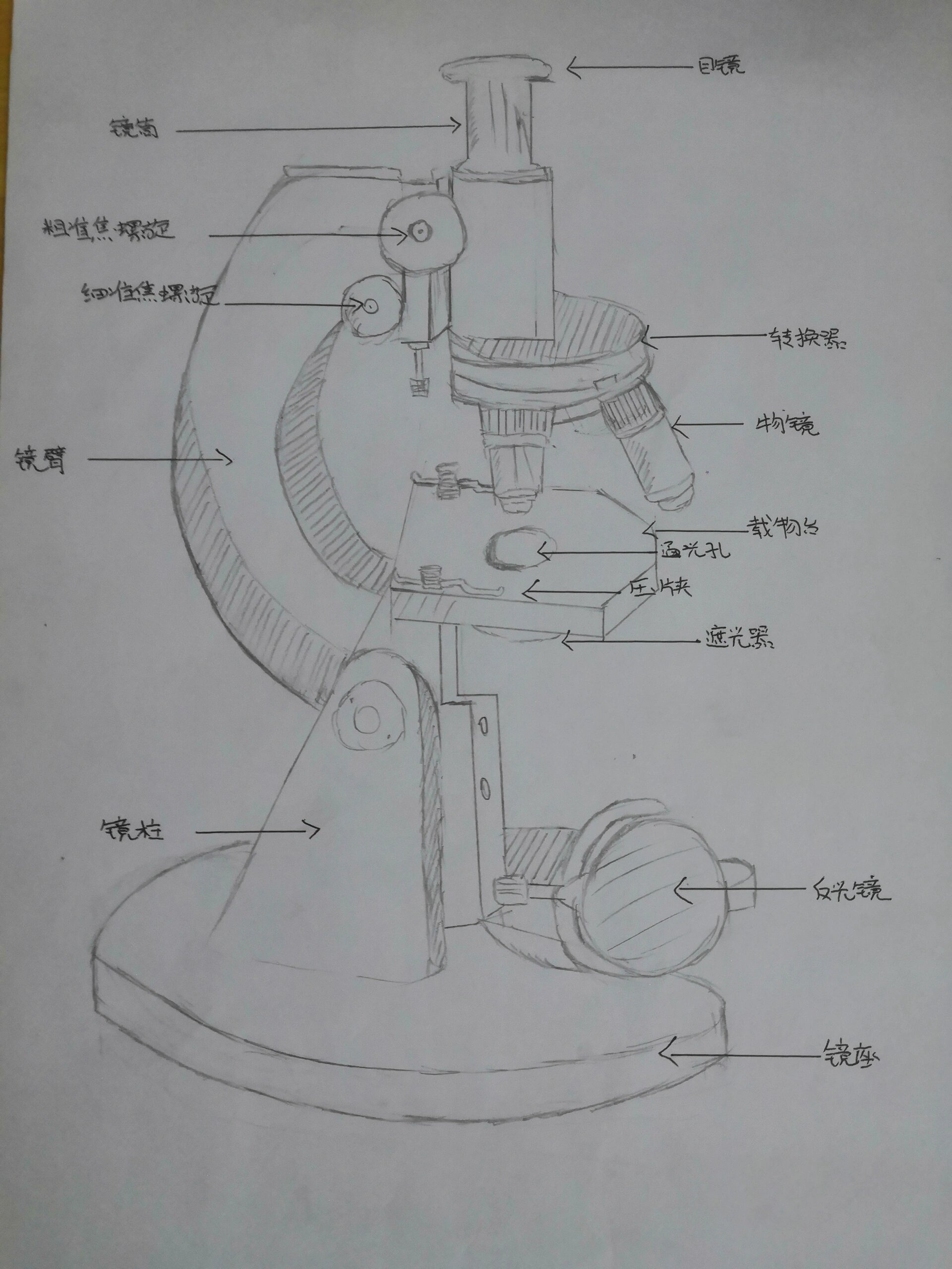 显微镜结构示意图