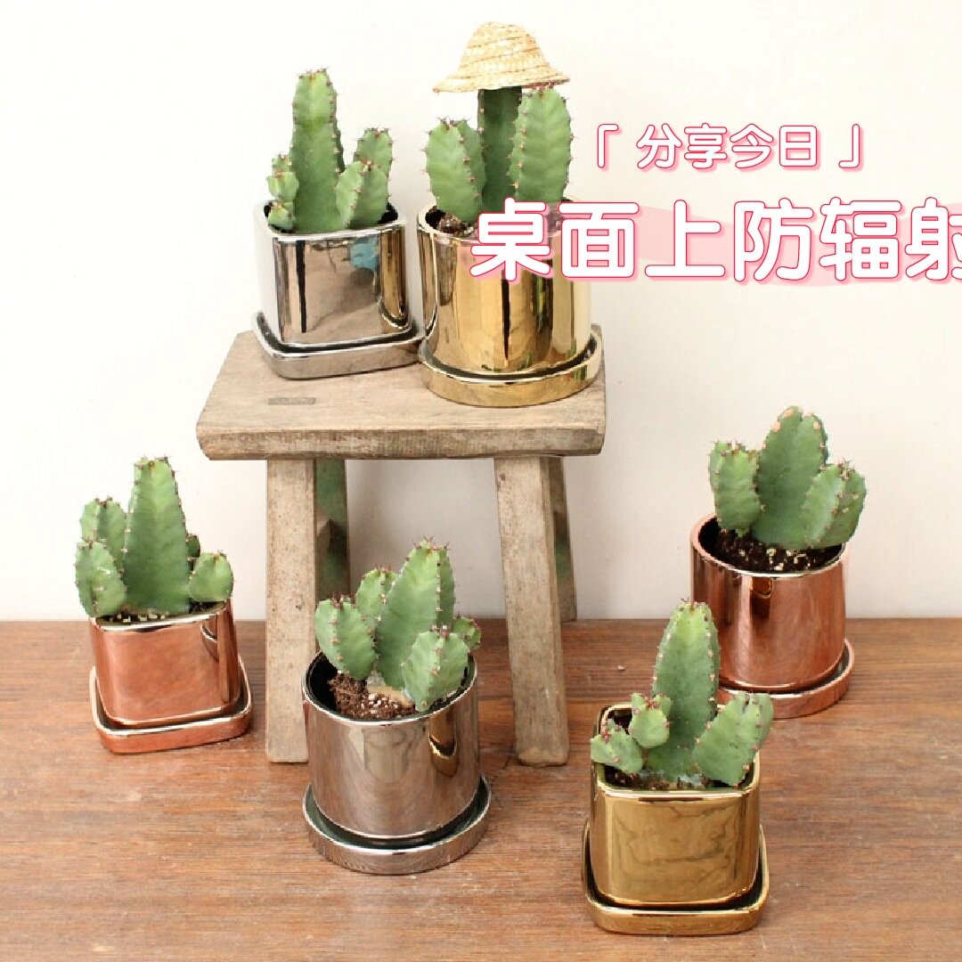 辣度爆表的植物-白角麒麟登场