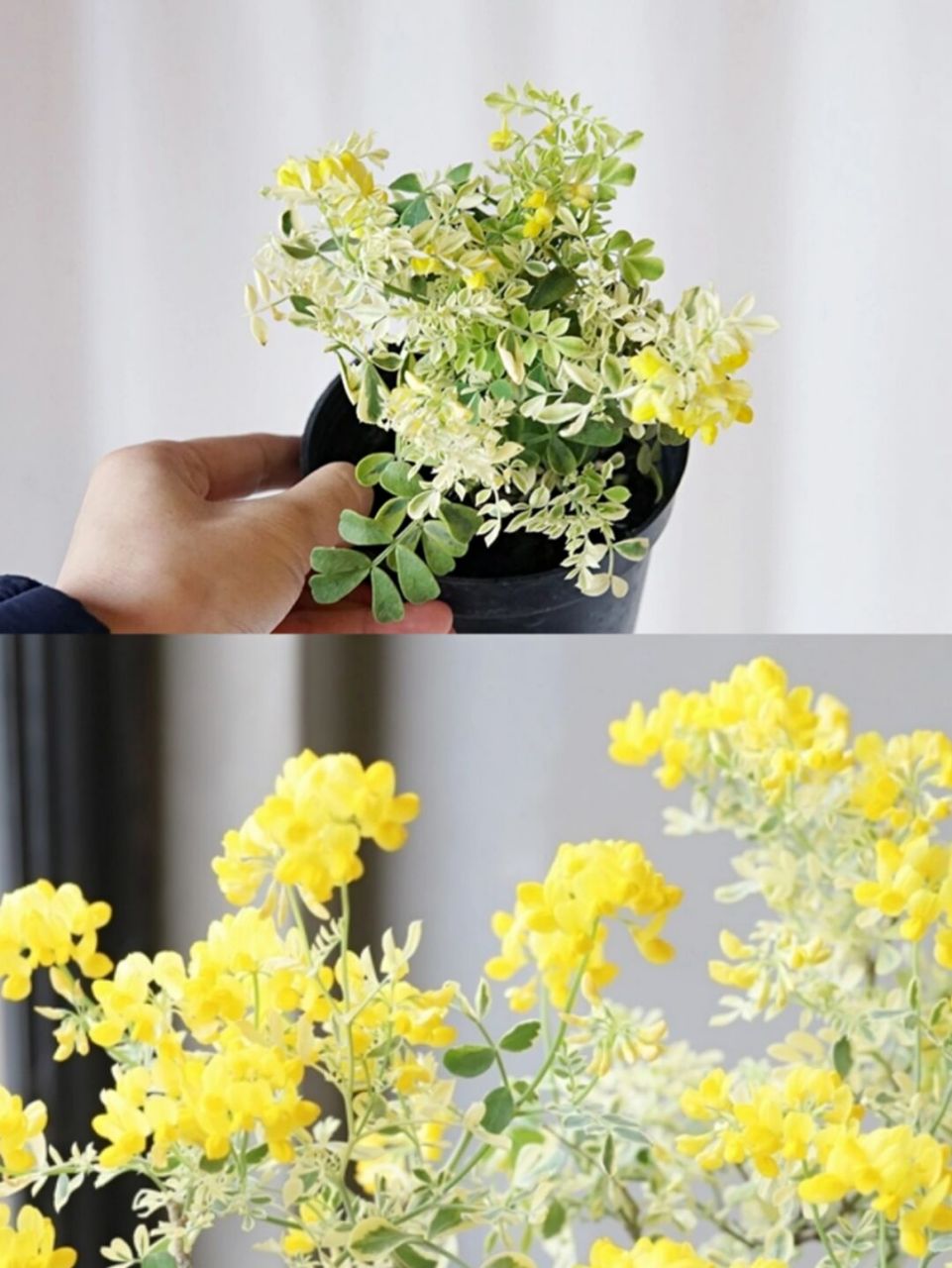 每日一植|"故事的小黄花 " 瓦伦汀小冠花 91植物名称 : 瓦伦汀