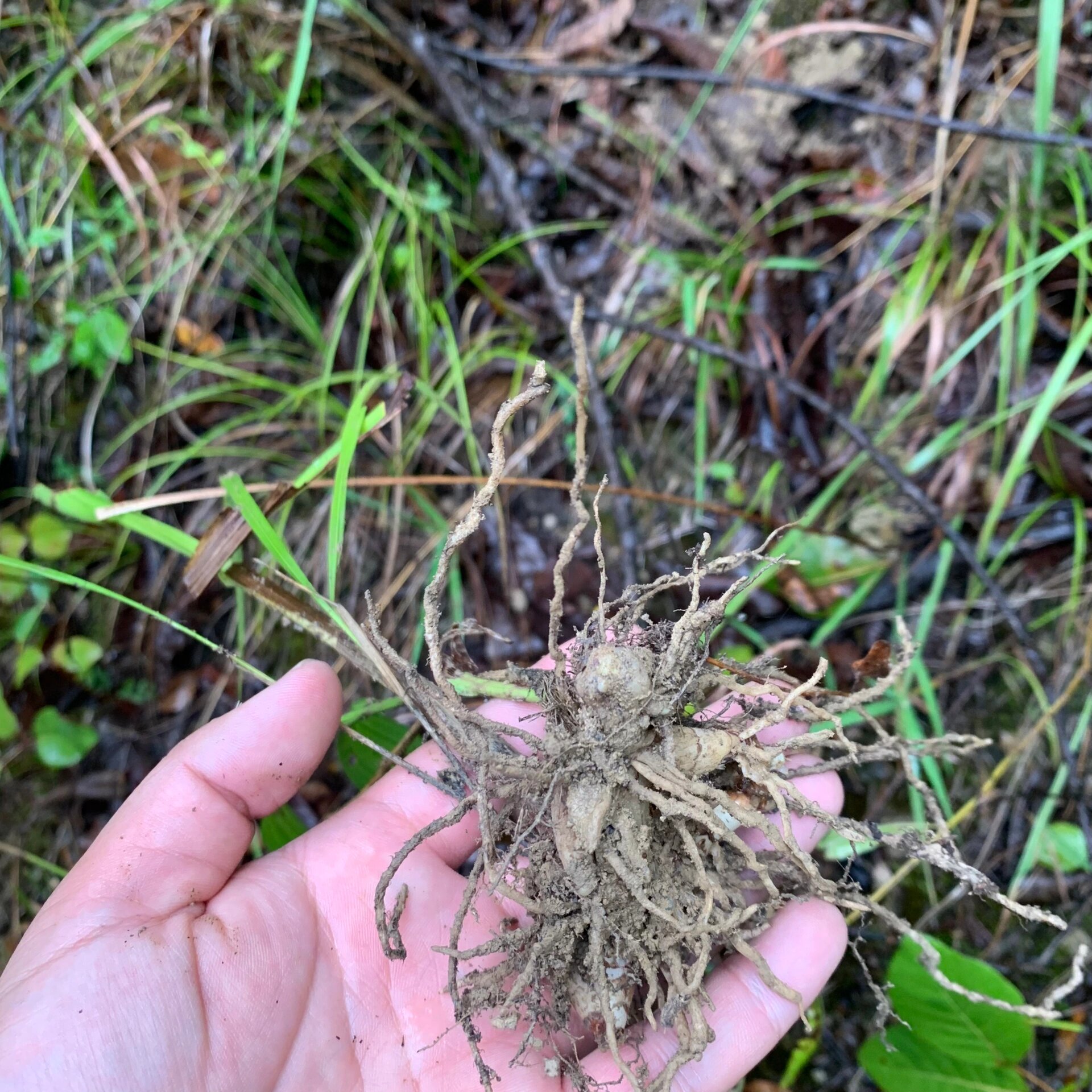 高山纯野小白芨 高山纯野小白芨#神农架野生白芨# 	 ①可以单独煮水喝