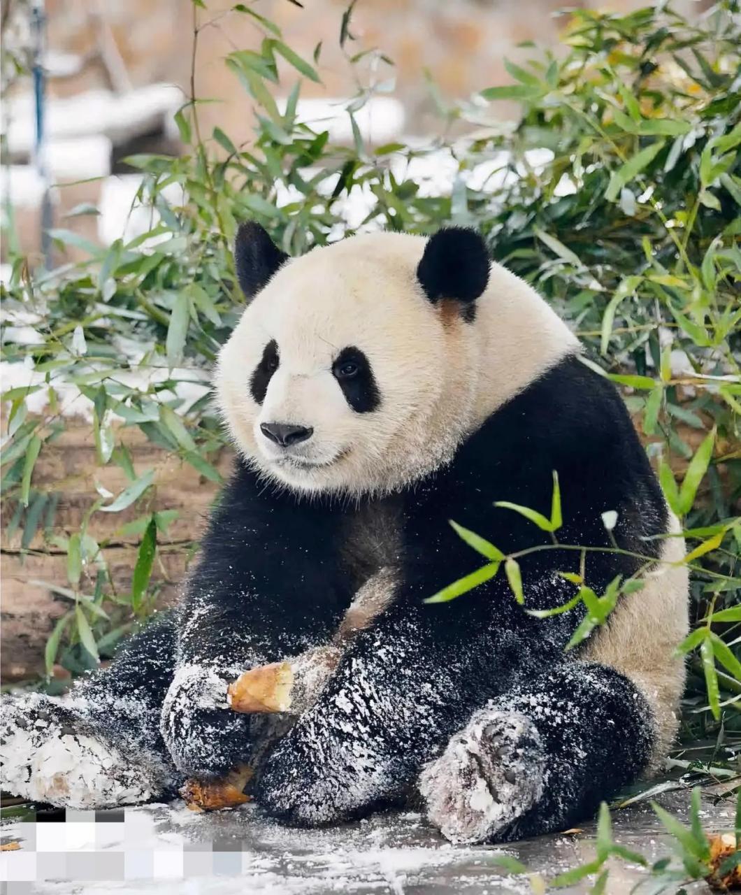 大熊猫萌兰对于吃胡萝卜似乎表现得有些抗拒,哪怕是姥爷亲自上场来喂