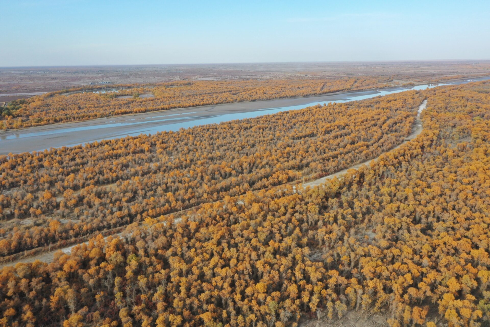 轮台胡杨林·塔里木国家胡杨林保护区 世界上最大而古老的胡杨林
