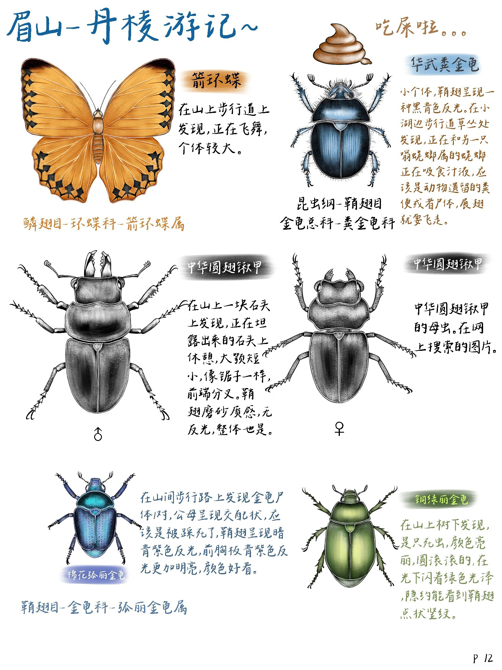别见到甲虫就叫屎壳郎了—粪金龟