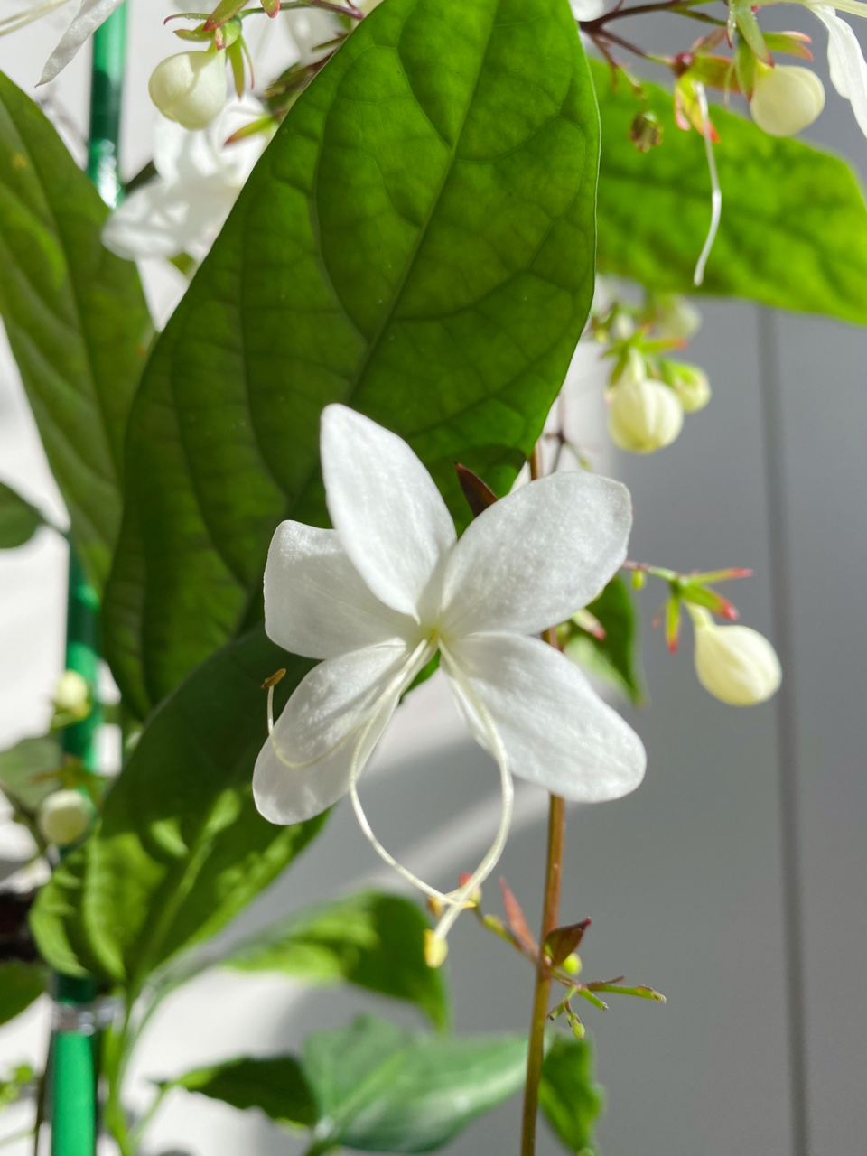 垂丝茉莉明明没有香味啊       	 垂丝茉莉已经开花有两周了,无比仙