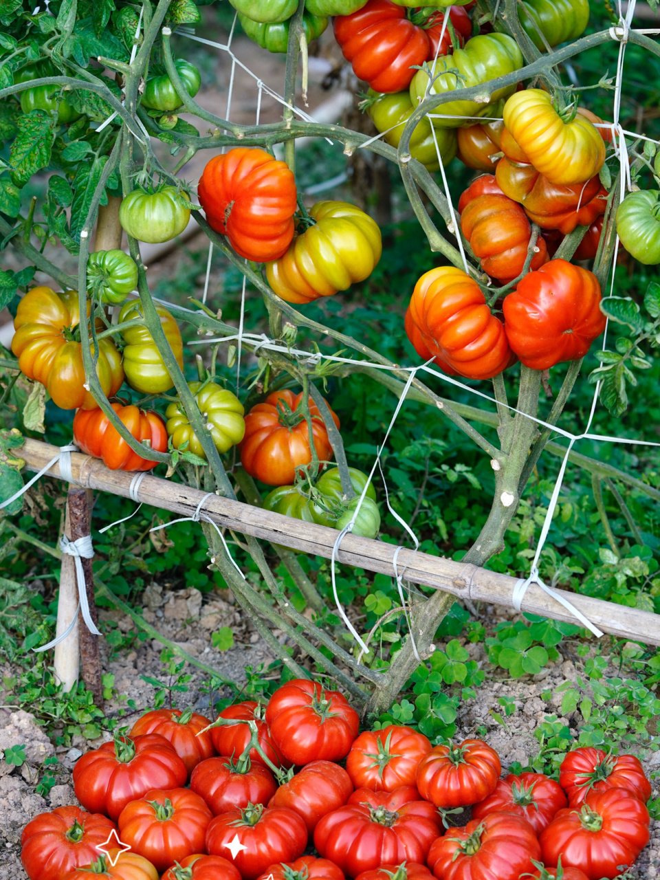 丰产如母猪～马蹄番茄 马蹄番茄 一个潮汕地区的古老品种～马蹄番茄.