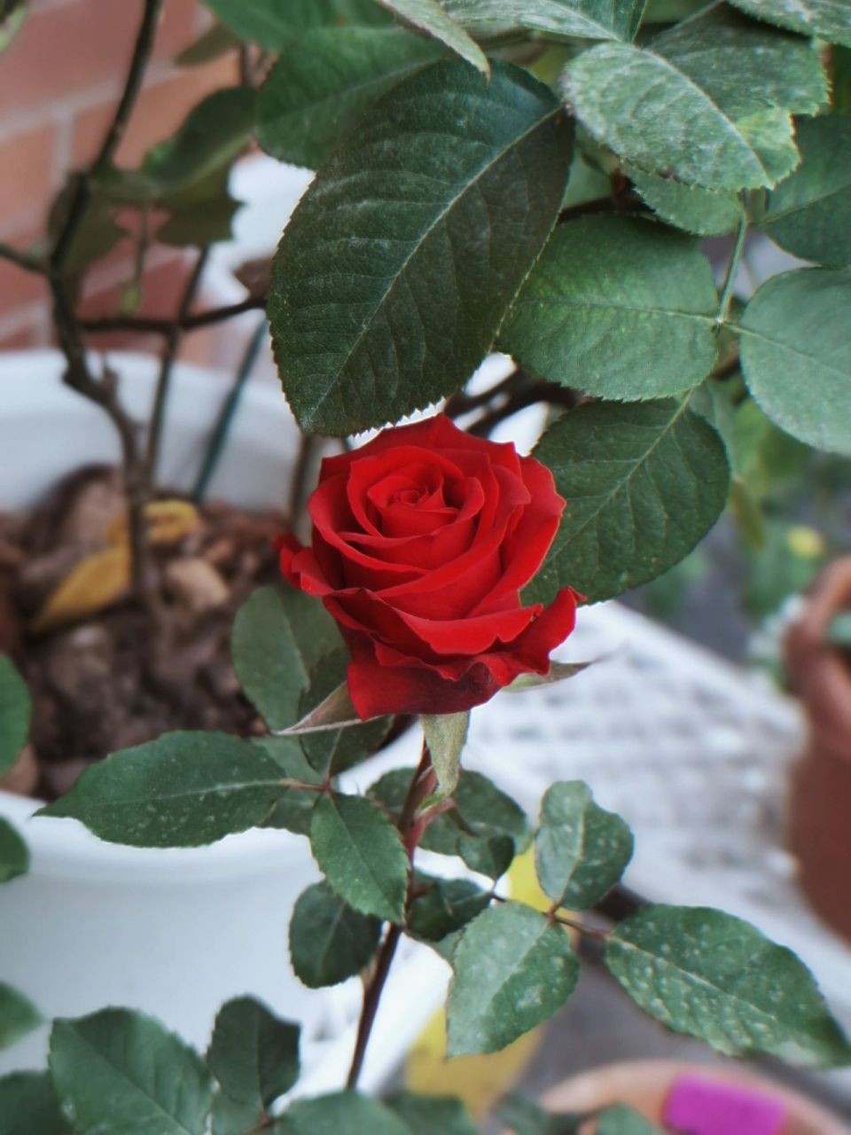 切花红新娘 叫新娘的月季有点多,伊芙新娘,河本新娘……这个好像叫