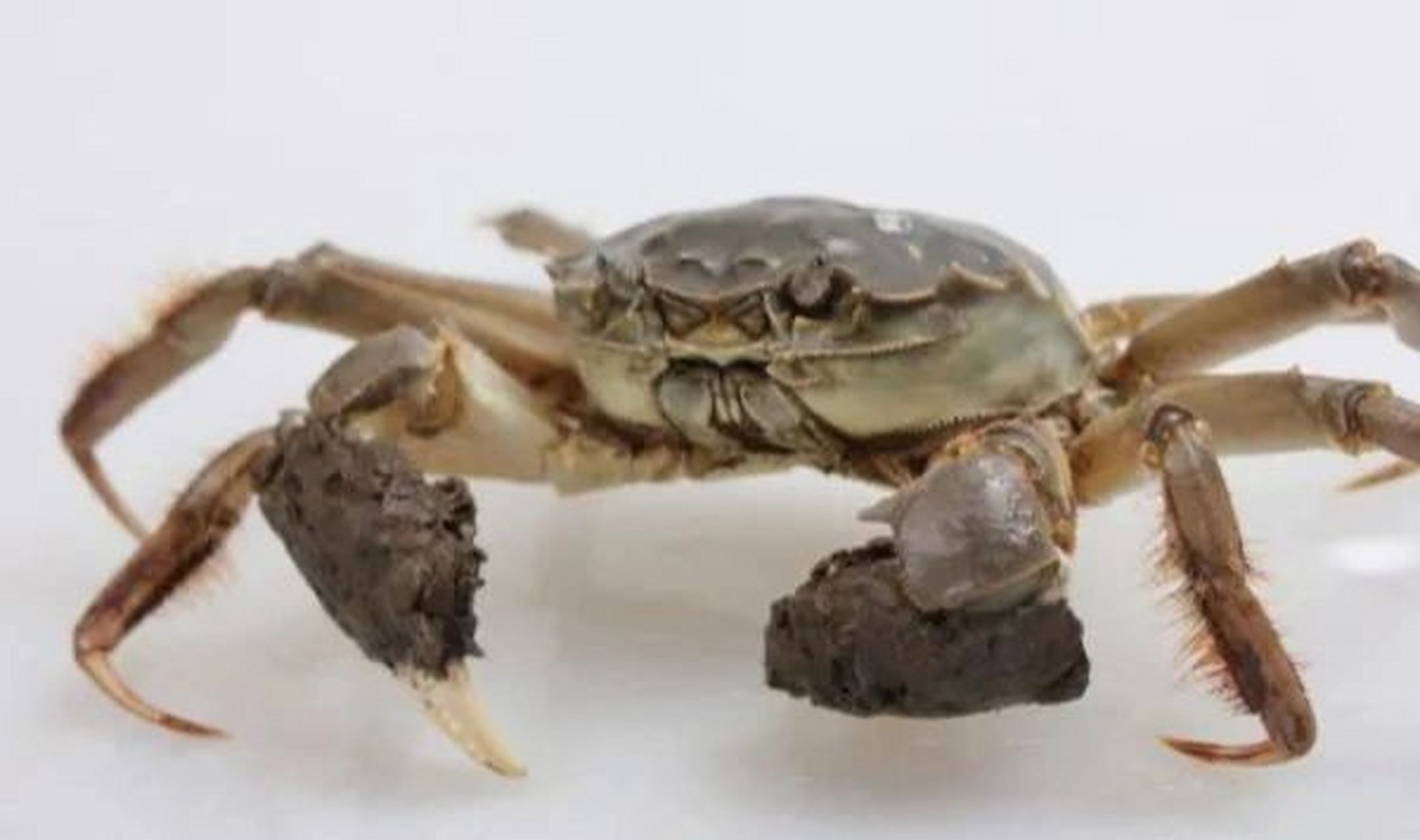 揭秘螃蟹横行的原因 螃蟹应该算是我们熟知的动物中最"霸气"的一种