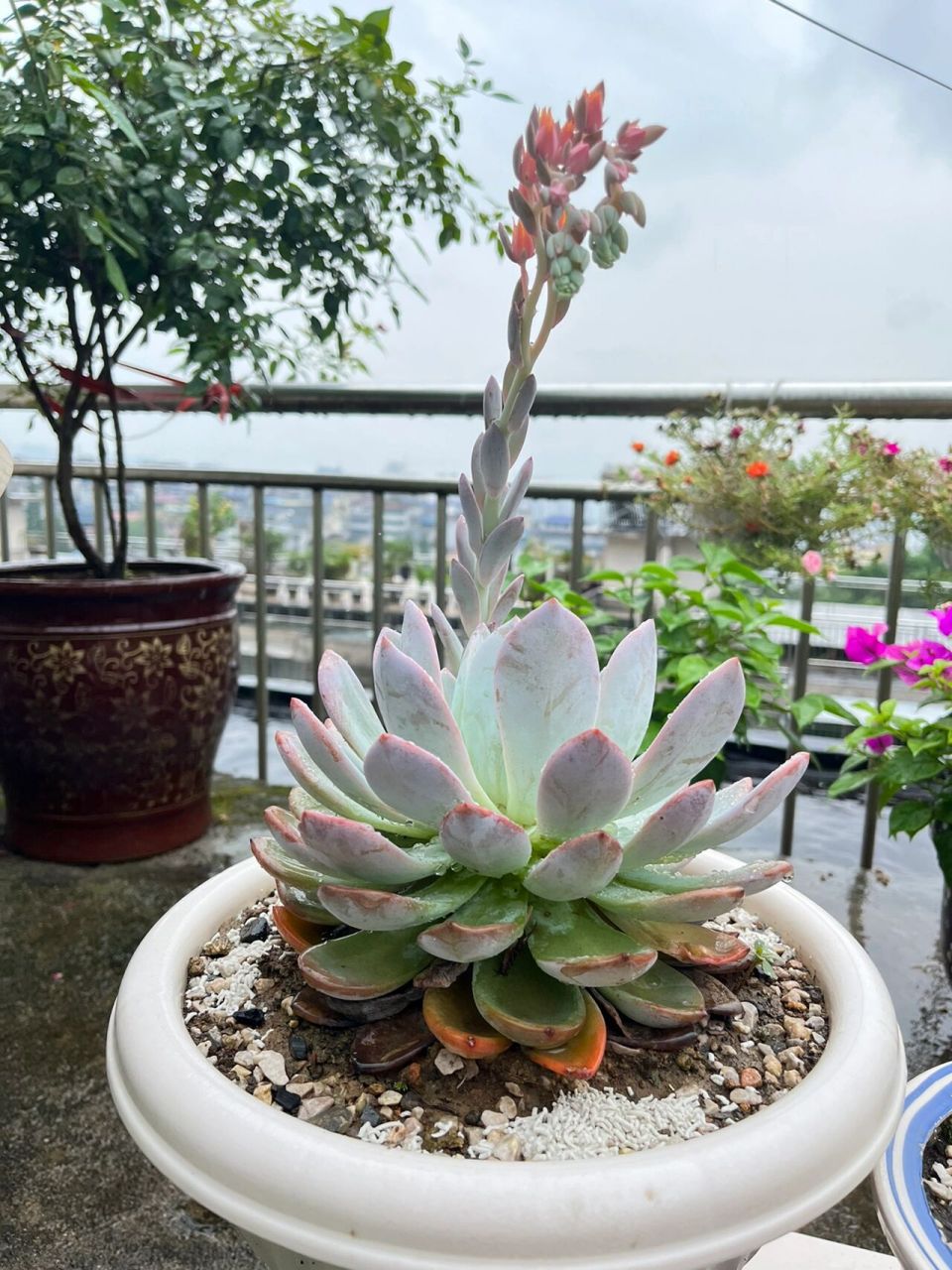 夏天还在开花的橙梦露 已经不知道第几年了,巨大一个 手机拍出来跟加