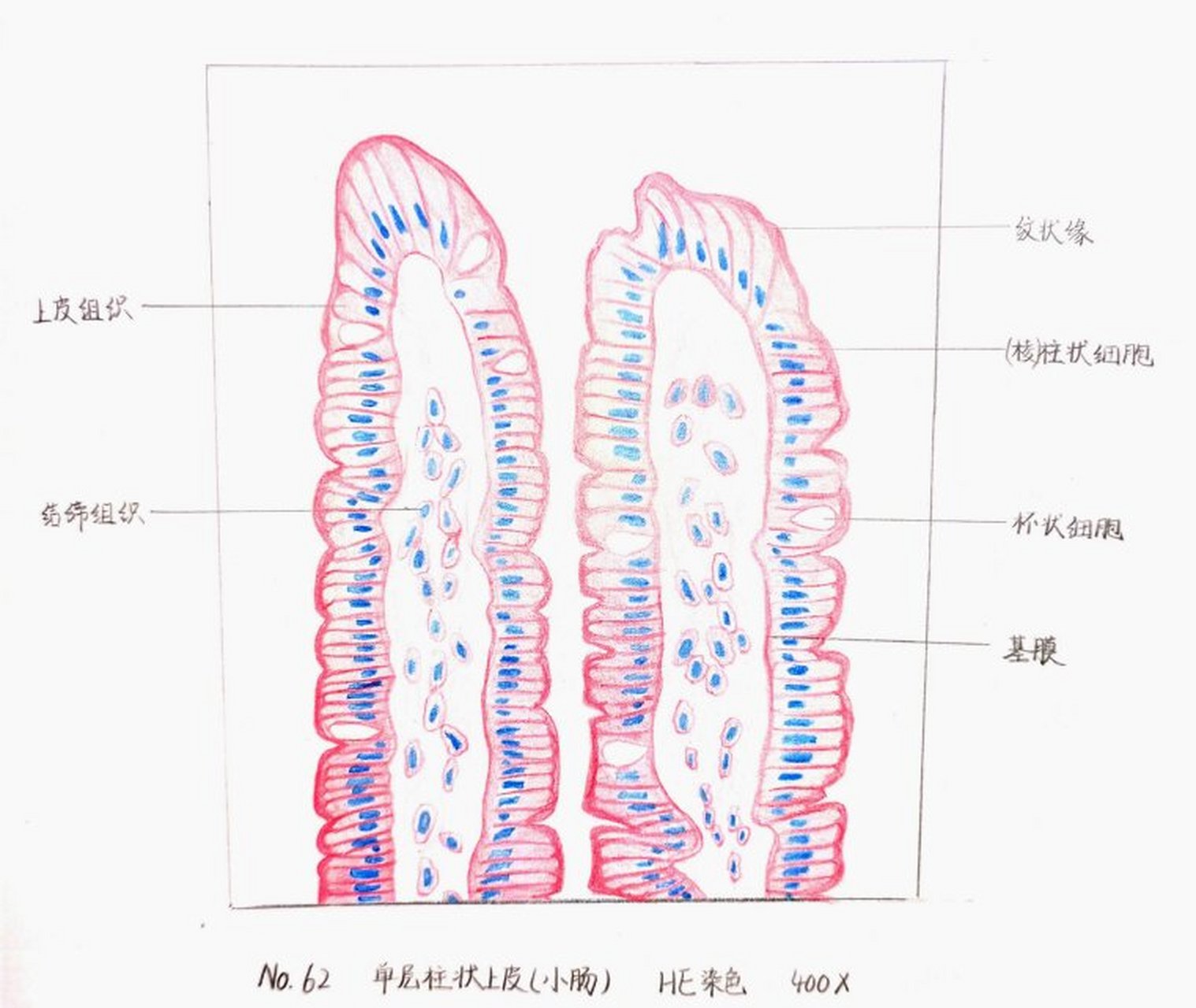 厚壁组织简图图片