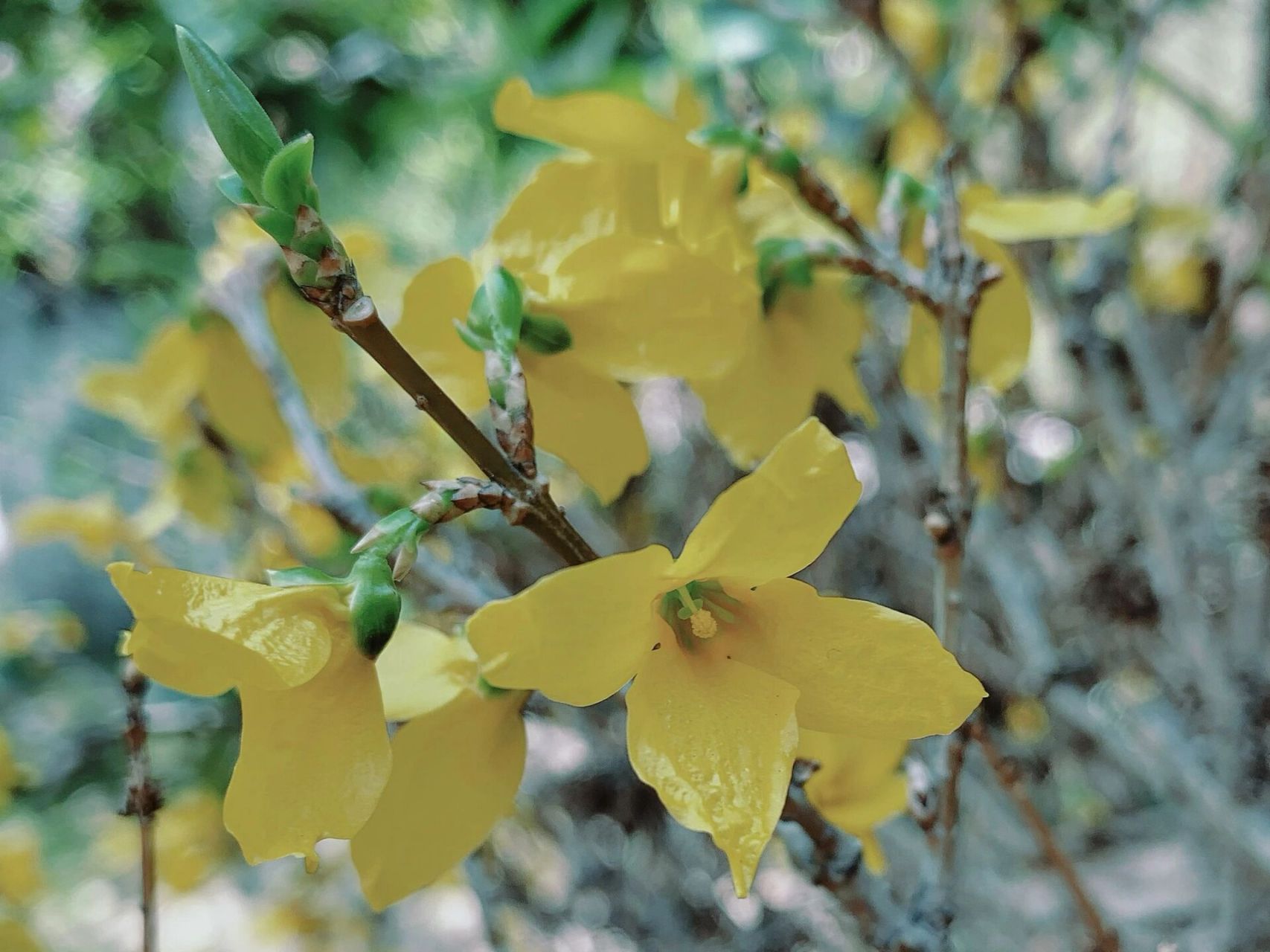 名称由来:因为连翘的形态如古代的连车和翘车,故得此名.