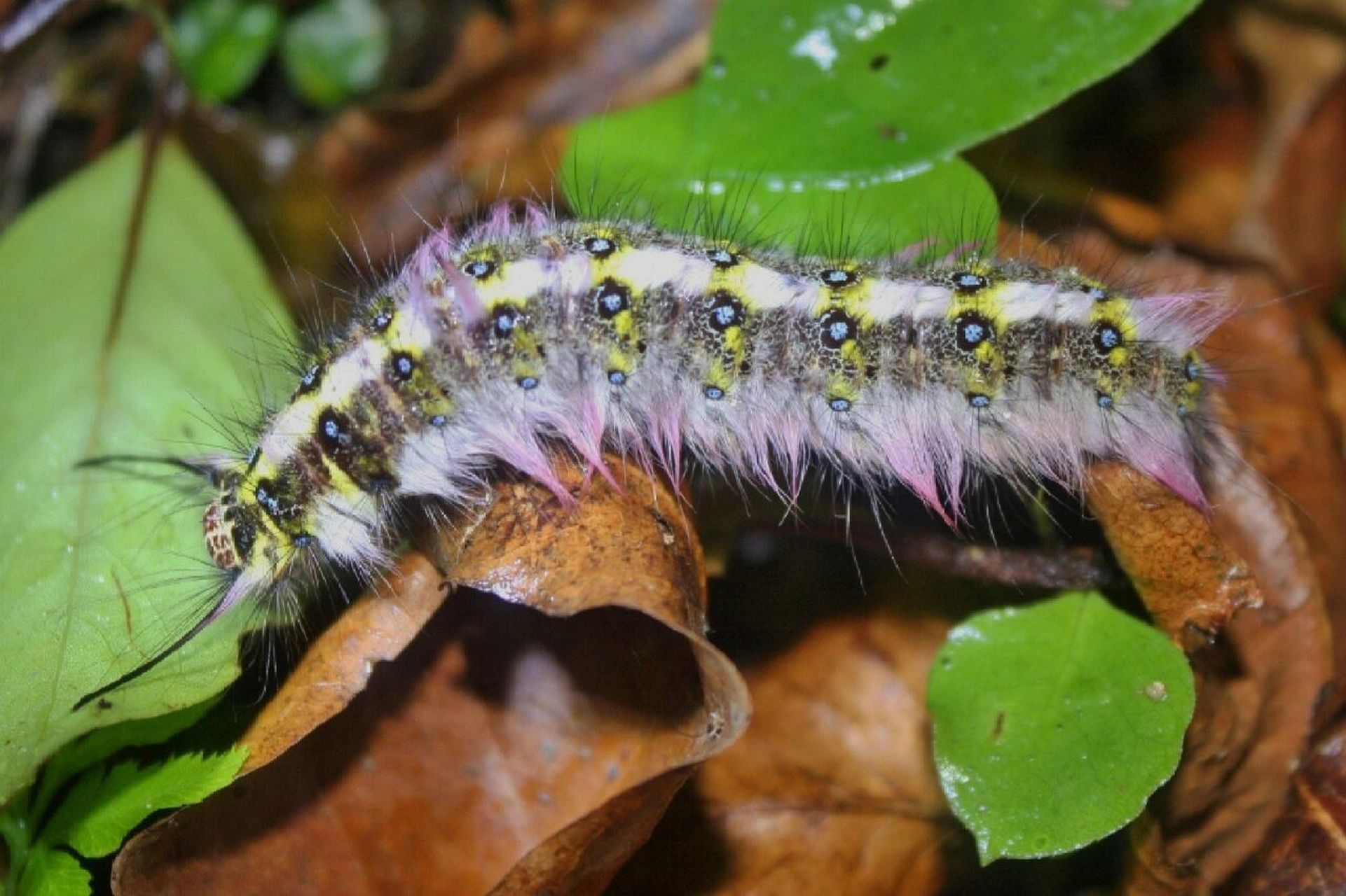 青黄枯叶蛾 trabala vishnou,枯叶蛾科.分布在东亚,东南亚,南亚.