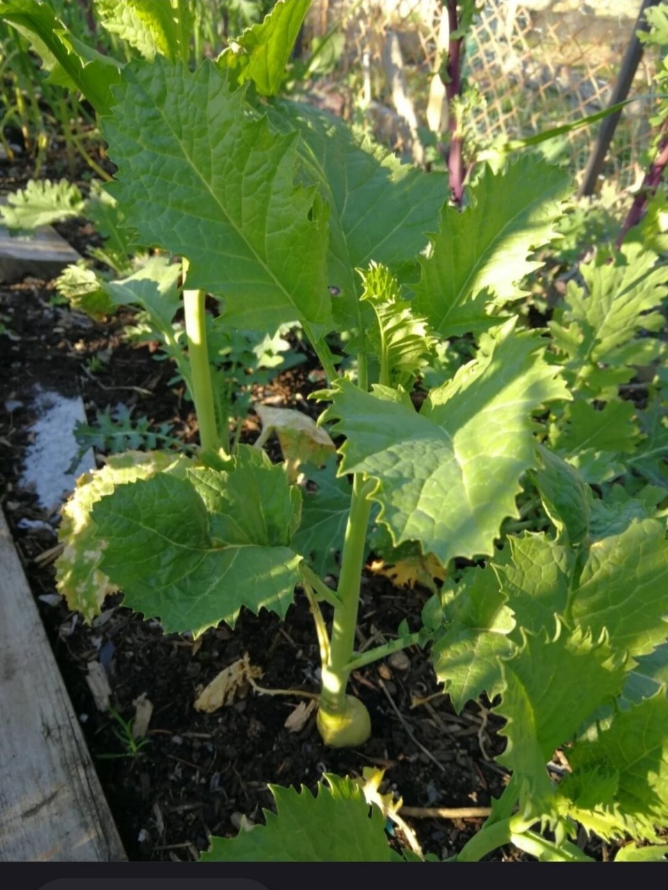 芥菜嘎达长这模样,上面是叶子不是茎 我地里长这个菜,很多友友说是