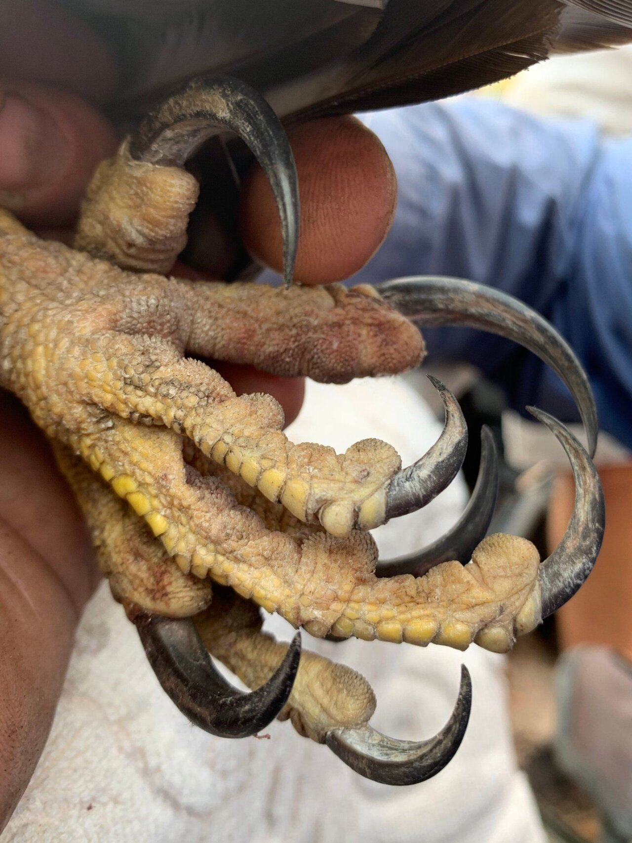 老鹰的爪子比手还大 足以抓碎你的头骨 老鹰的利爪是它们捕猎的主要