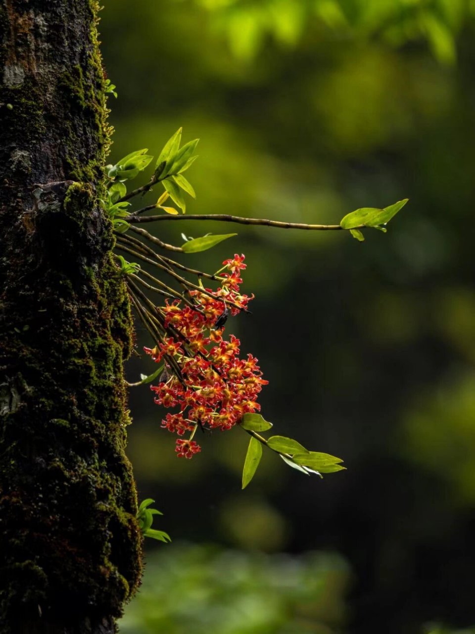 梵净山石斛原生境 形态特征 附生草本;茎丛生,长20～40 cm,粗2—6 mm