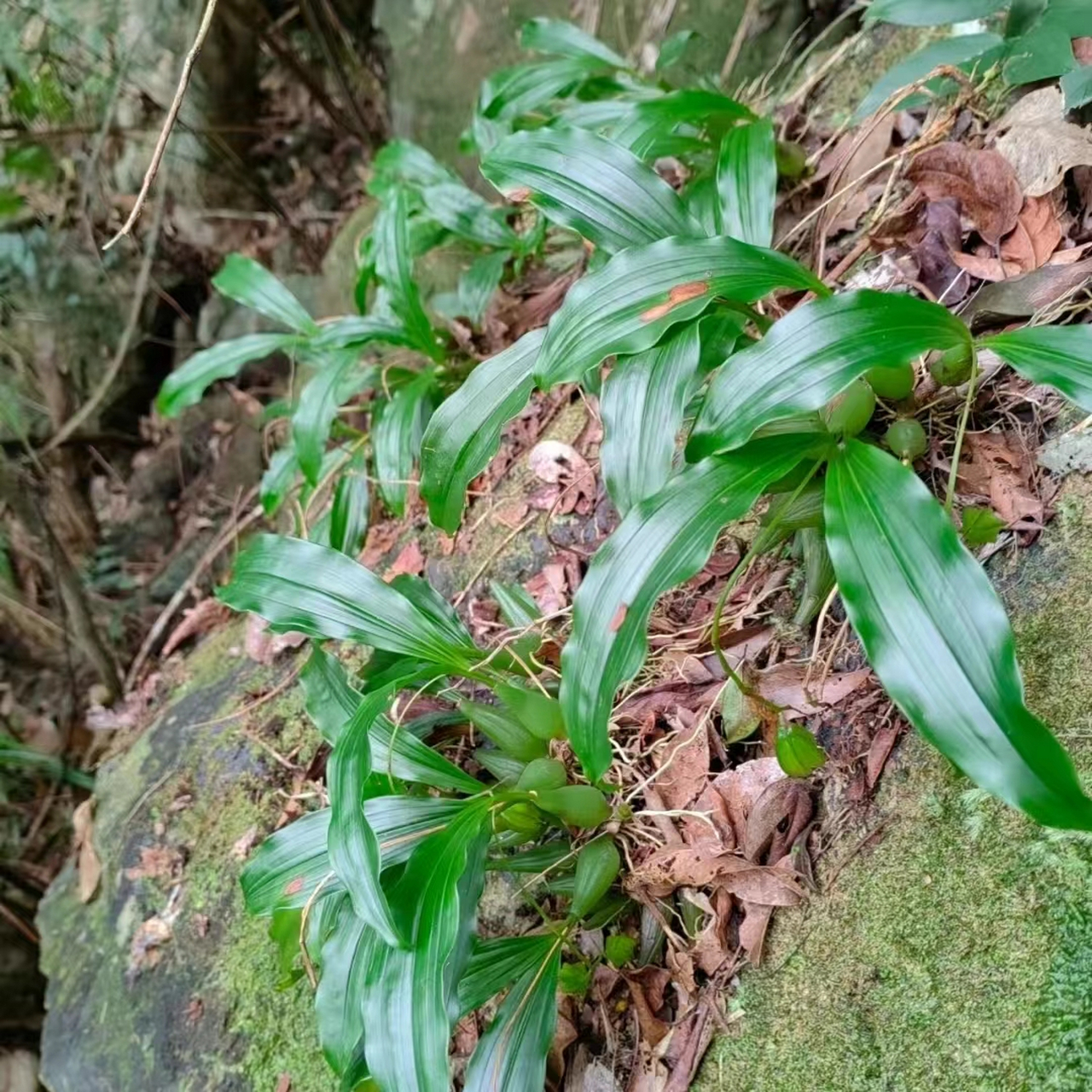 石仙桃图片 石橄榄又名石仙桃,素有"仙桃"之称,兰科石仙桃属多年 生