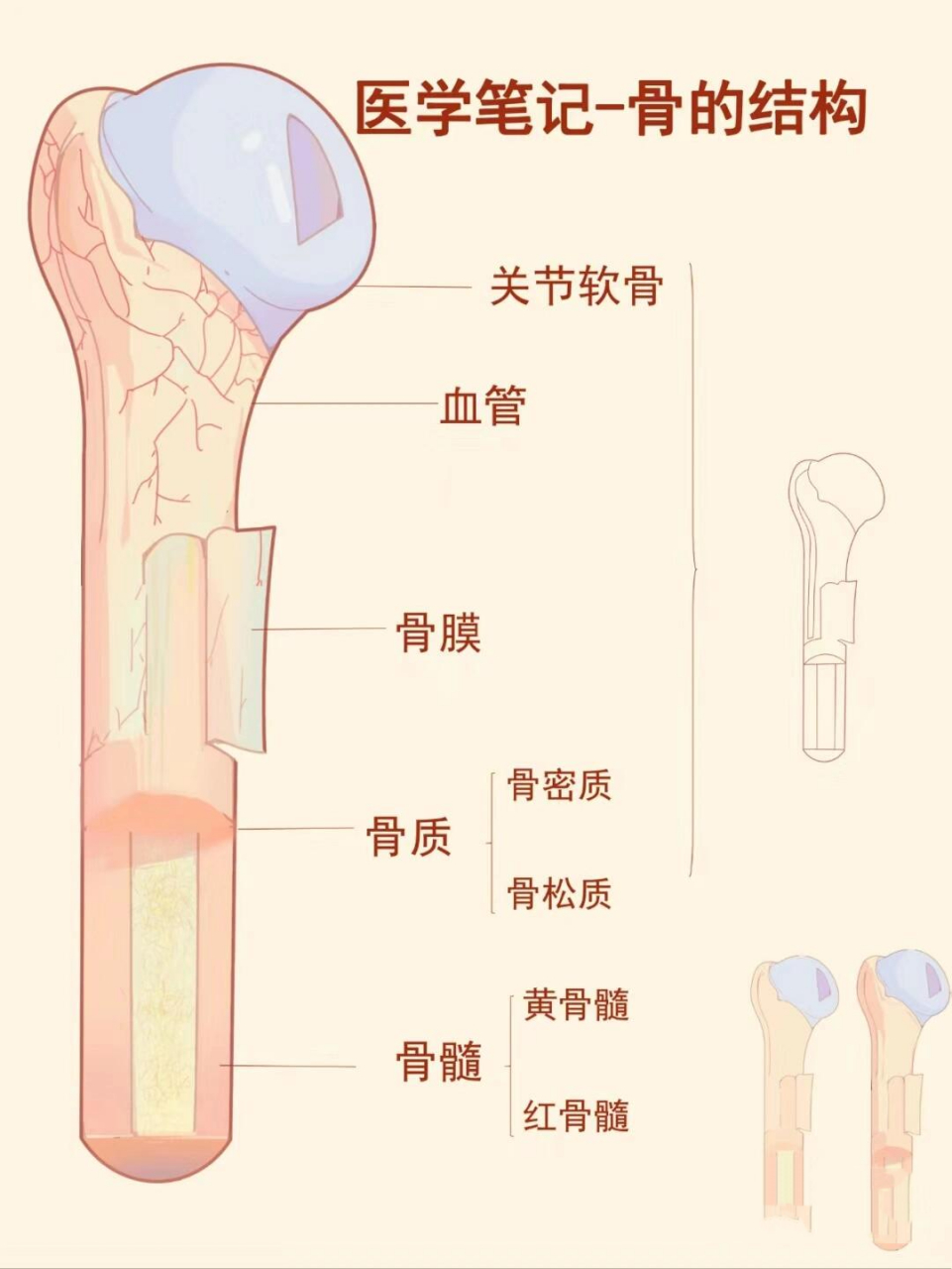 骨膜下血肿图片