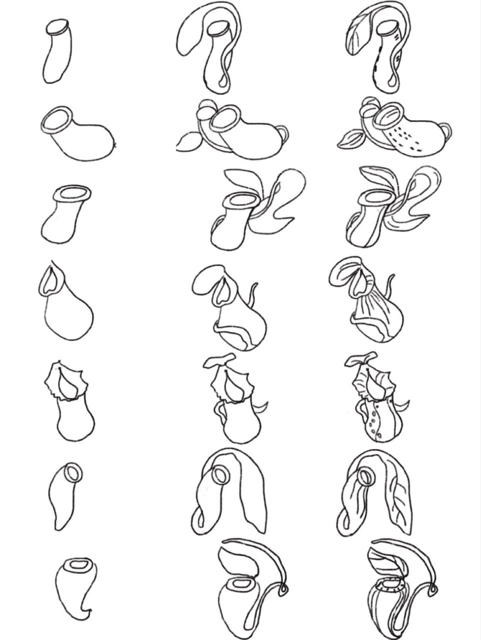 黑白简笔画-猪笼草(nepenthes) -简笔画练习 -知识普及:猪笼草是热带