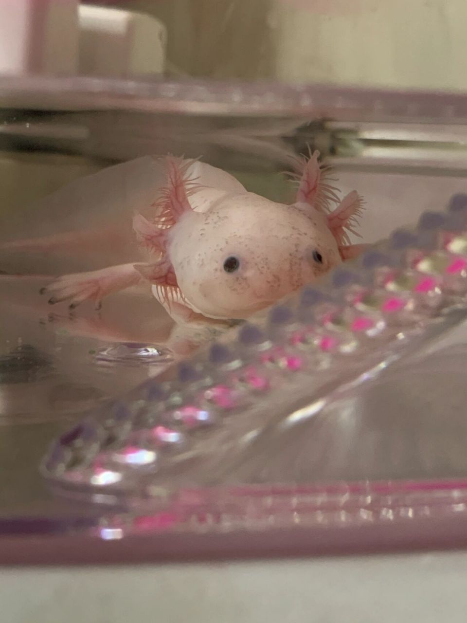 娃娃鱼!超可爱的小蝾螈 六角恐龙鱼9815