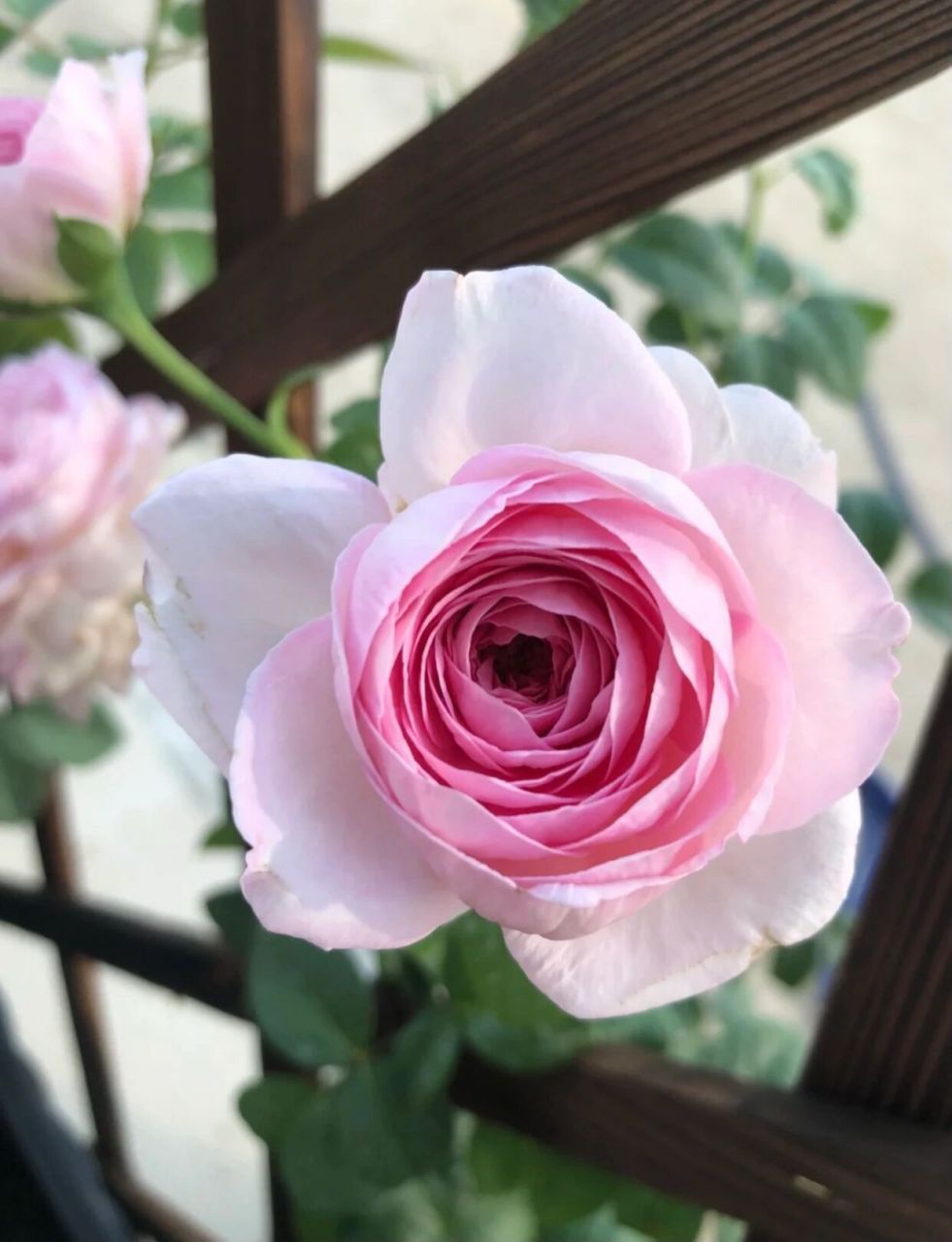 欢迎补充 我的心月季英文名叫mon coeur,它的花朵是一种花瓣外面是