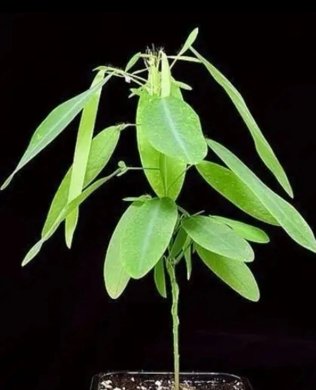 会跳舞的植物—跳舞草 ,舞草codariocalyx motorius ( houtt .