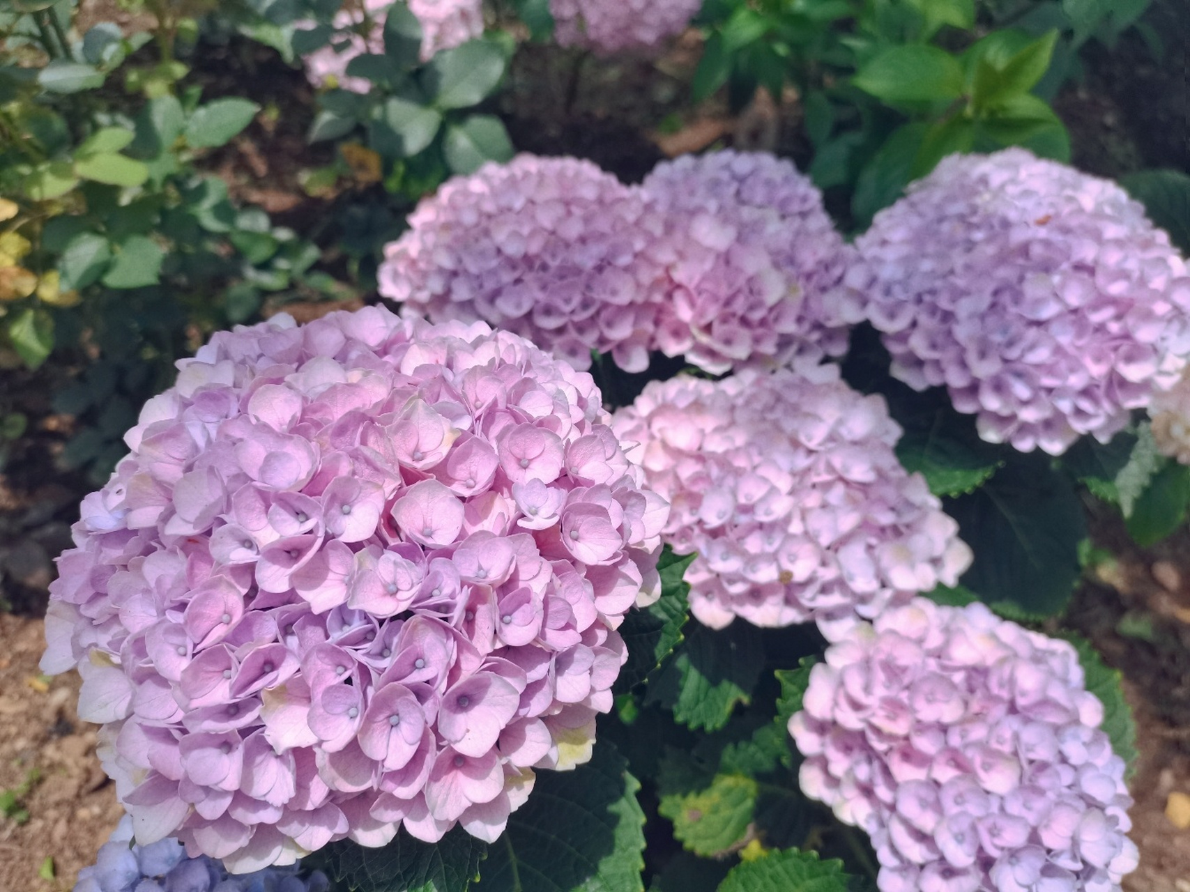 值得种草的绣球品种(三)——魔幻革命 魔幻革命是我第一年种,冲着花期