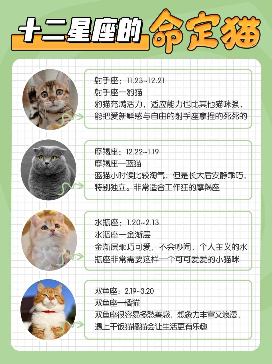 十二星座适合养什么猫快看和你家猫对上了吗 白羊座:3.21~4.