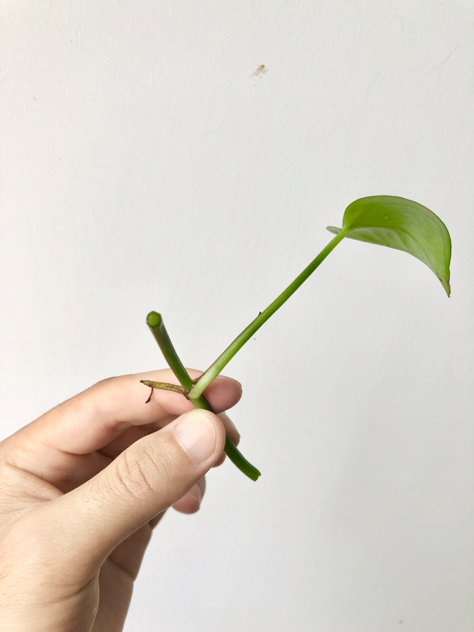 【详细教程】怎么让水培绿萝变多盆?