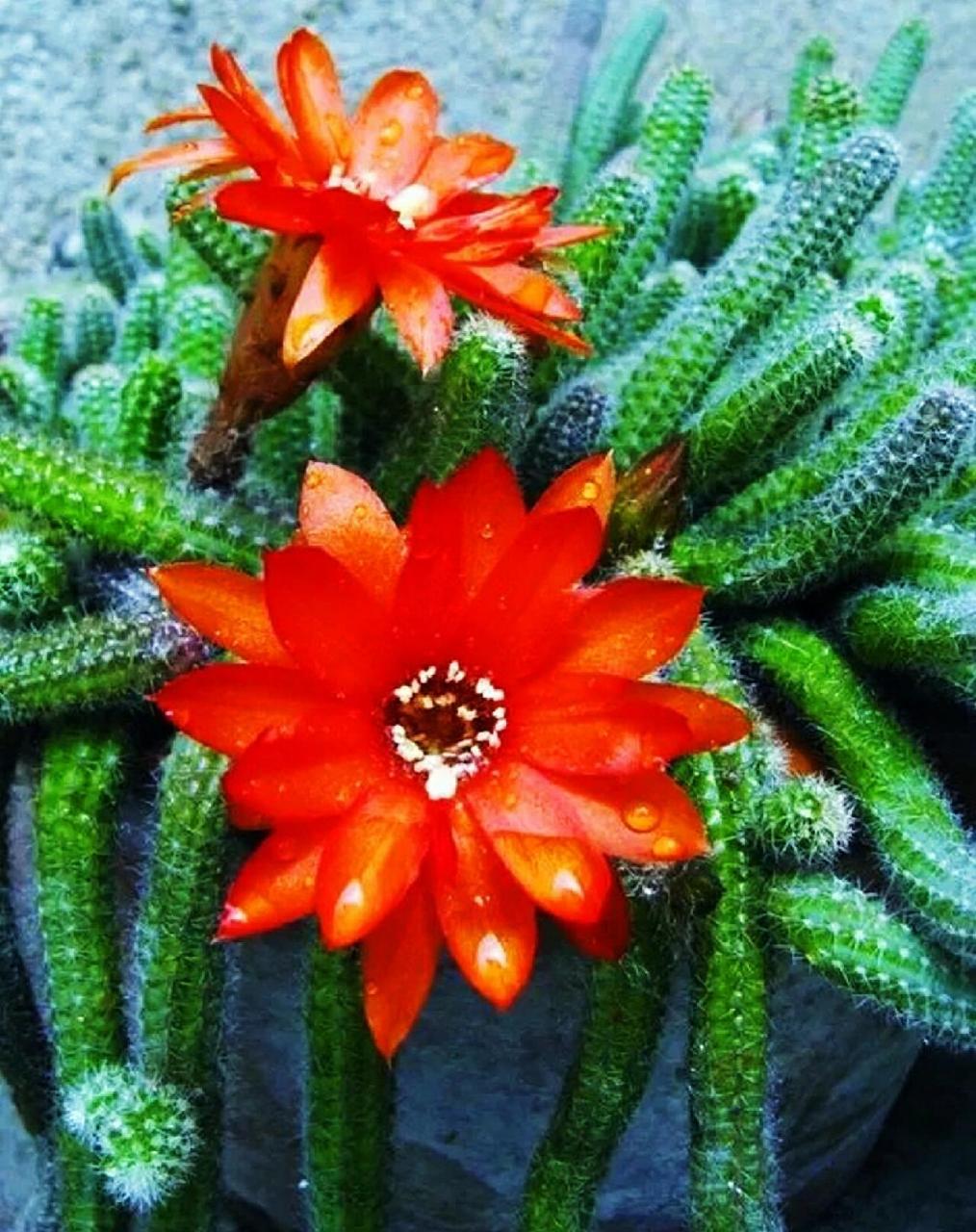 各种仙人掌花,花型美丽,色彩鲜艳,美的令人窒息,太惊艳了!