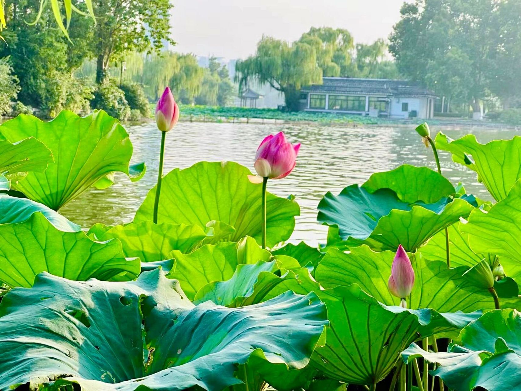 济南 你还记得大明湖畔的夏雨荷么 "荷花竟不知,自己便是夏天" 济南