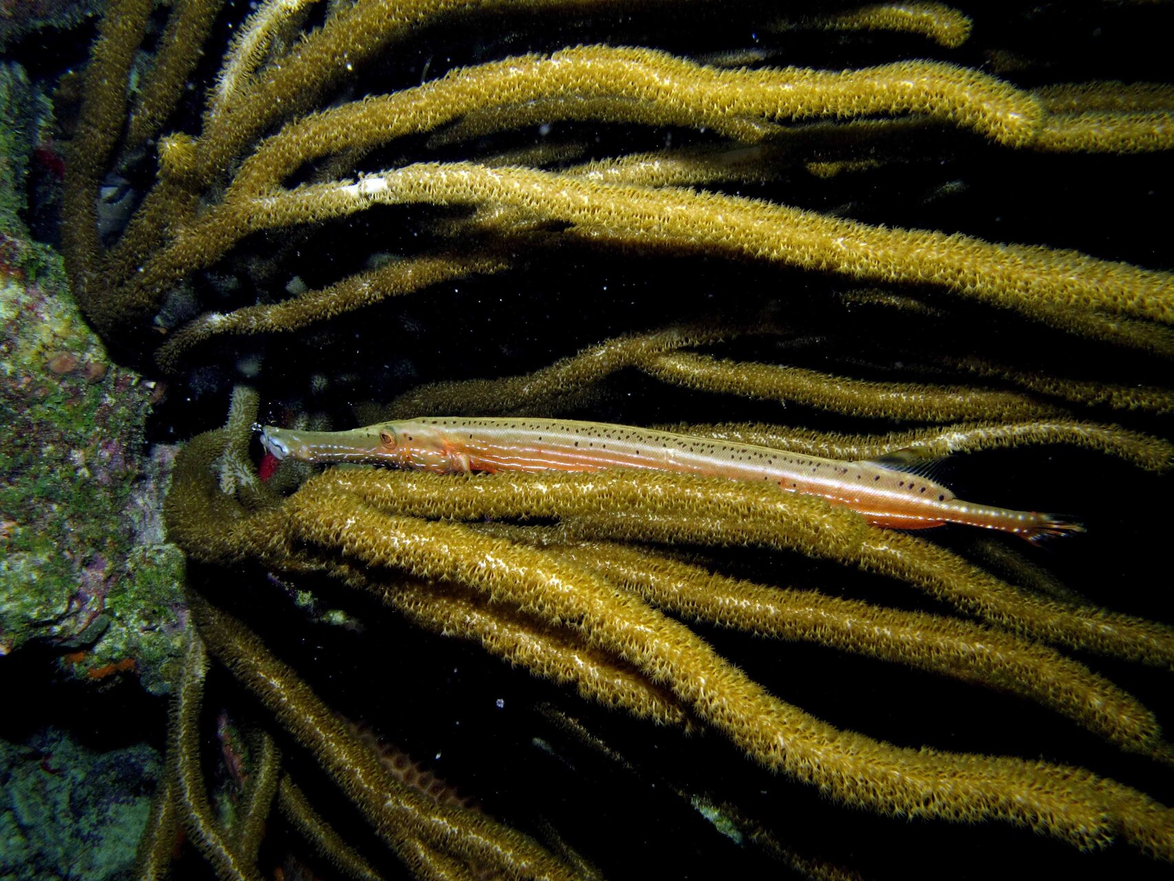 喇叭鱼 | 喜欢伪装成珊瑚和海草的鱼 🌊 fantasea·奇妙海洋 	 10.