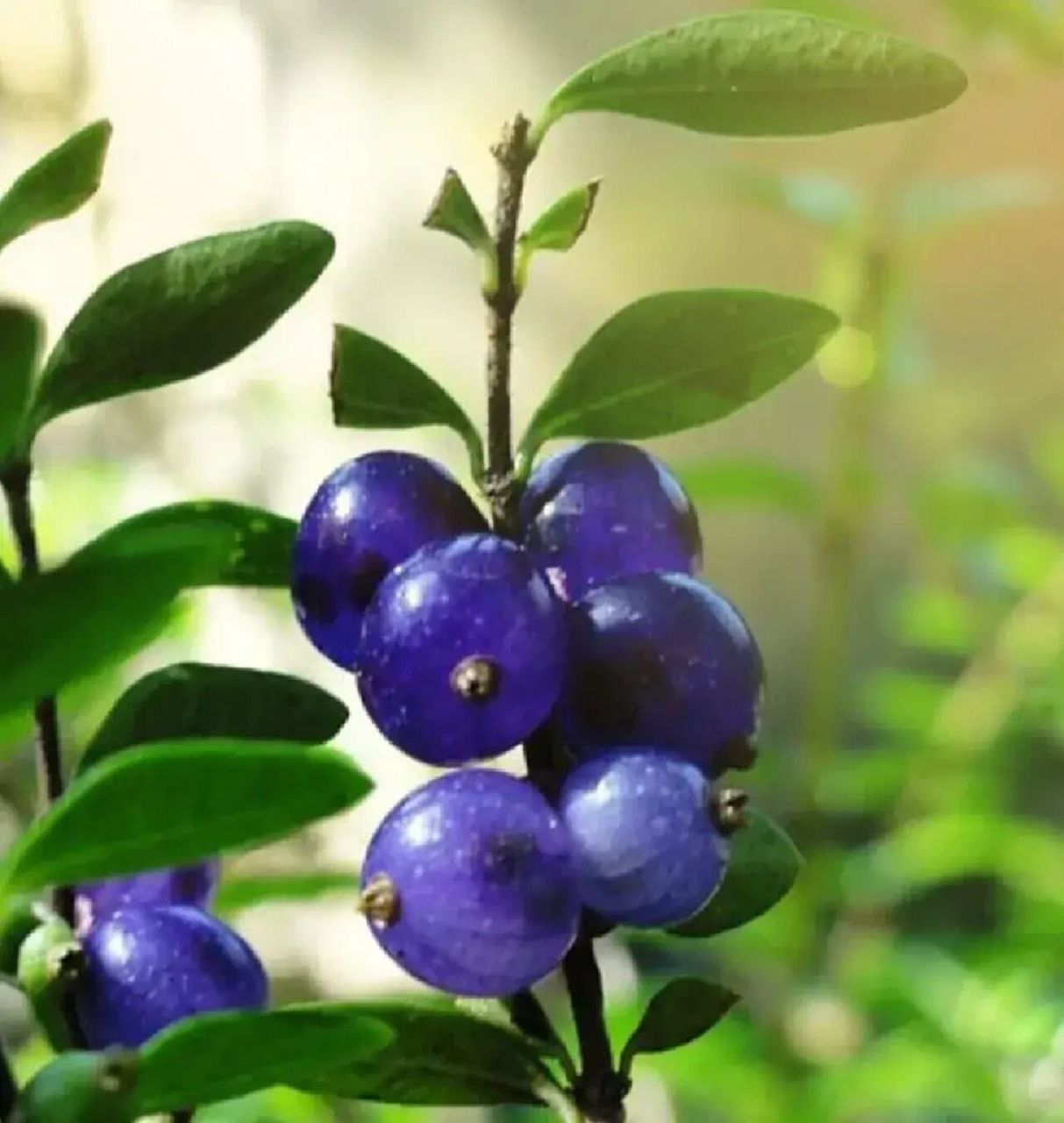 蕊帽忍冬 第一次见这种果子,晶莹剔透,宛如珍珠,又恰似一串串小灯笼.