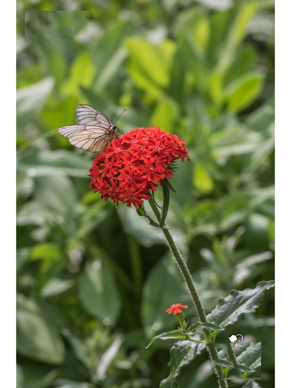 剪秋罗 剪秋罗是石竹科剪秋罗属多年生宿根草本植物.