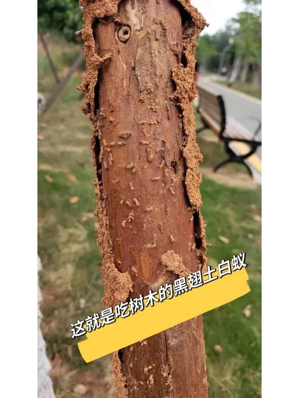 我们是怎么处理的 康立洁虫控是如何专业防制园林树木土栖白蚁71