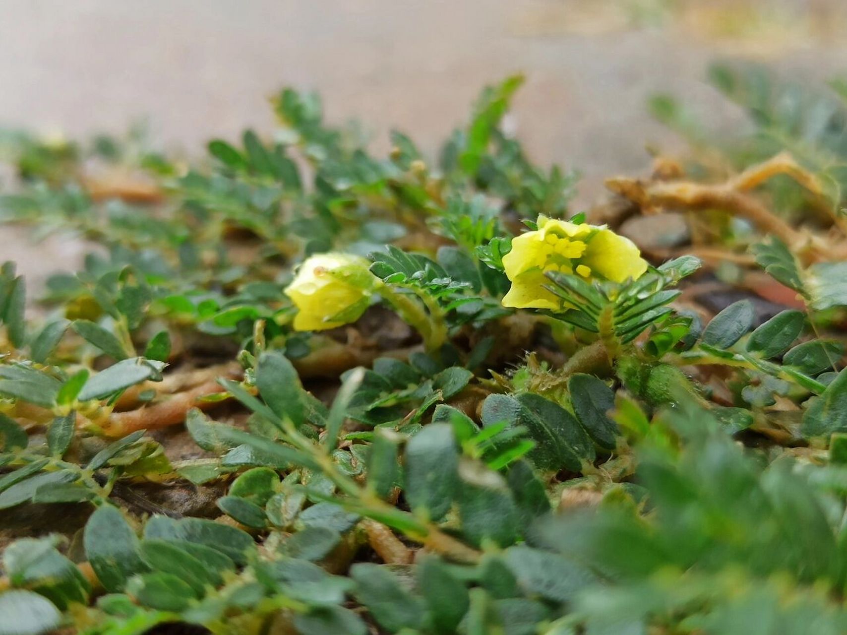 蒺藜苗图片