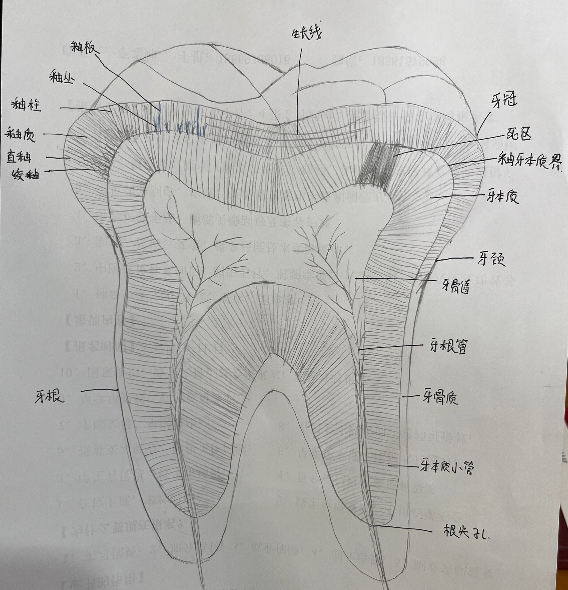 牙本质绘图图片