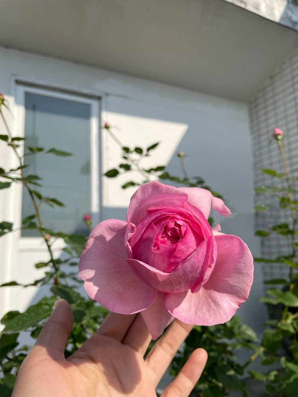 养到老都不会淘汰的品种——新浅樱桃 极爱的一个品种,颜色很特别