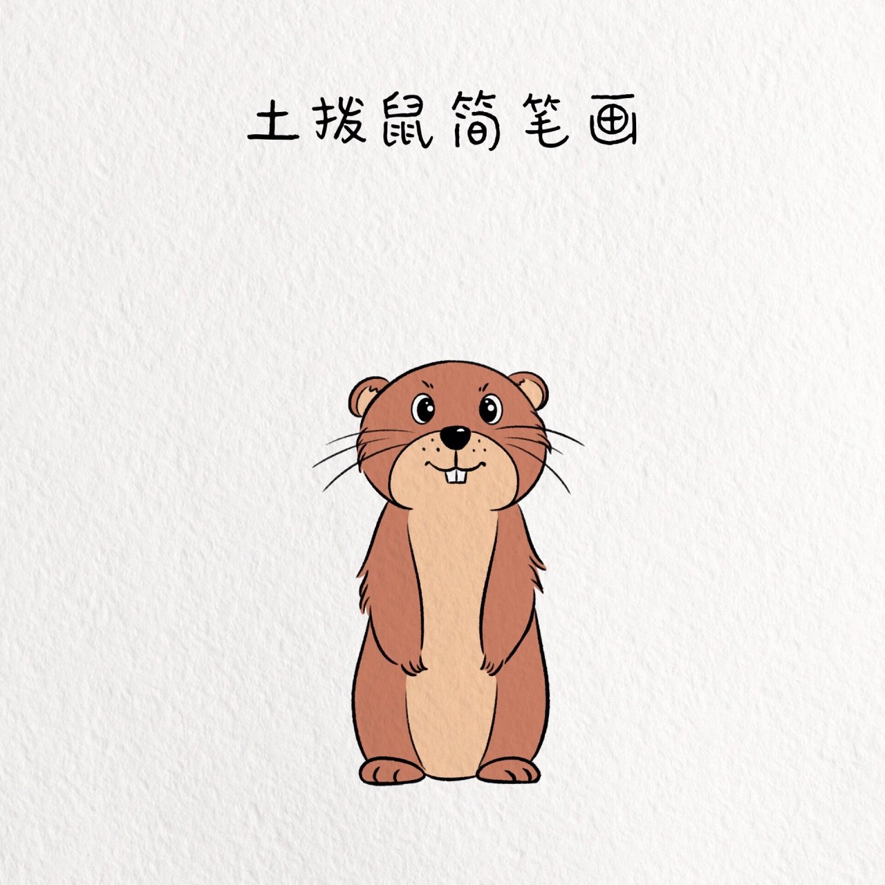 每日一画画|土拨鼠简笔画教程