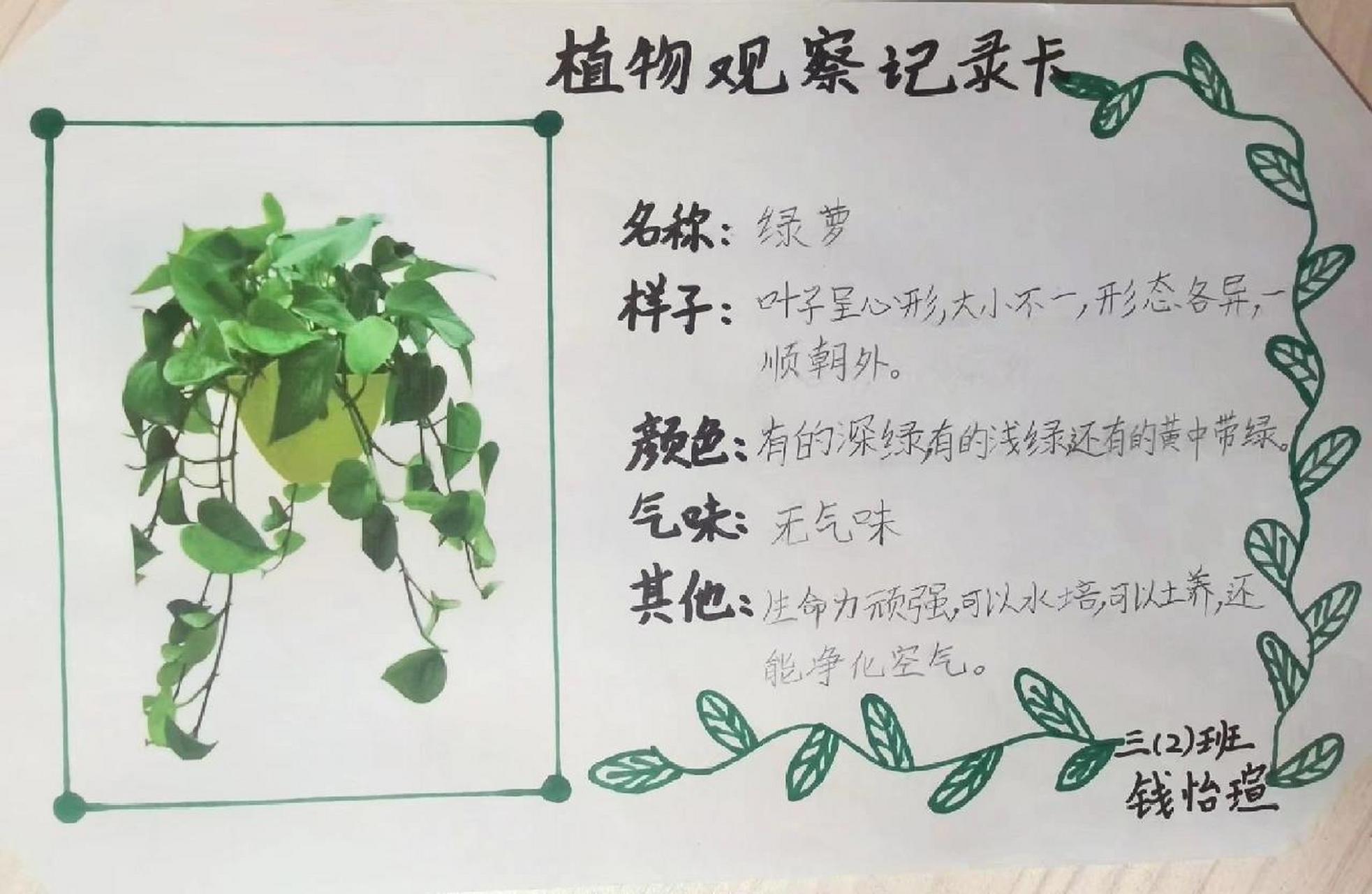 制作观察植物卡片图片