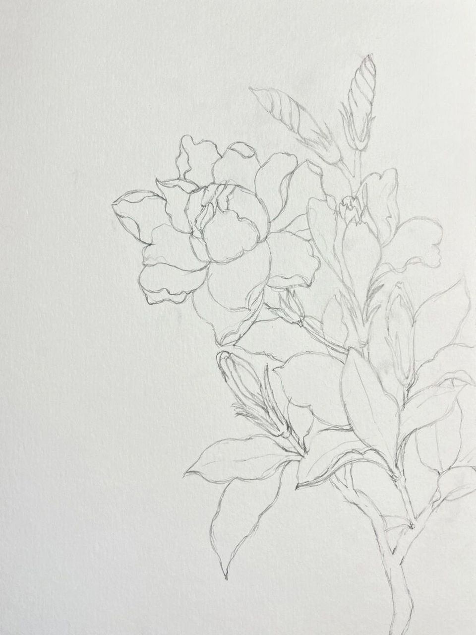 近期也是很忙碌 窗台的栀子花开的正香 那今天就来画它吧 针管笔:秀普