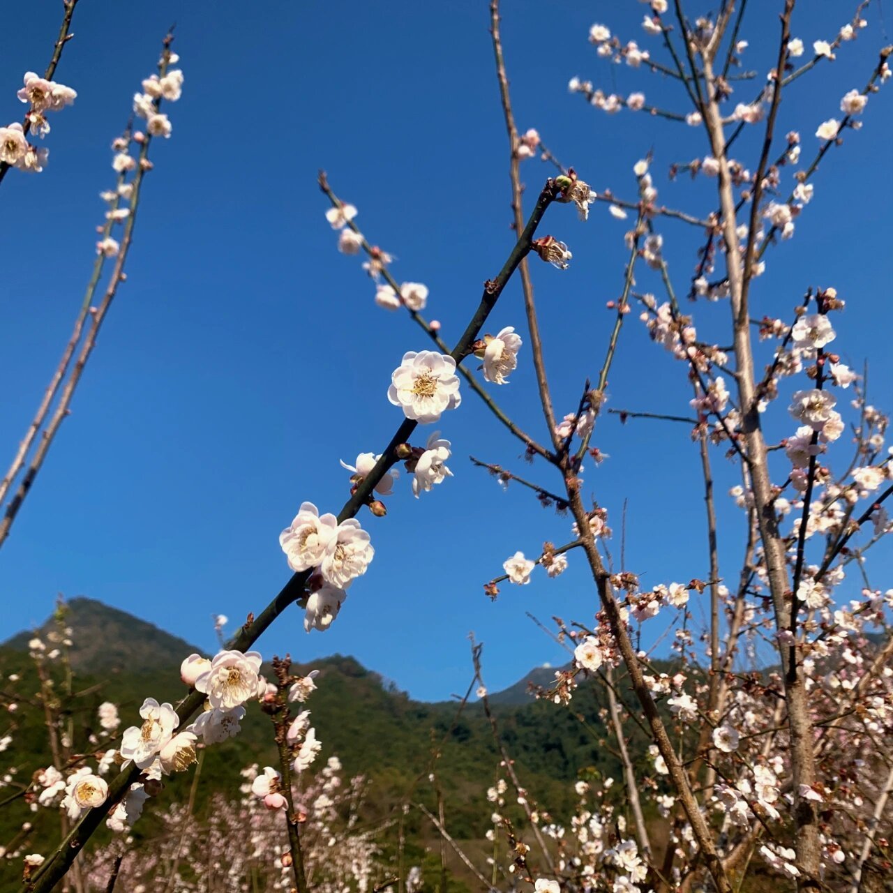 梅花什么时候开放冬季图片