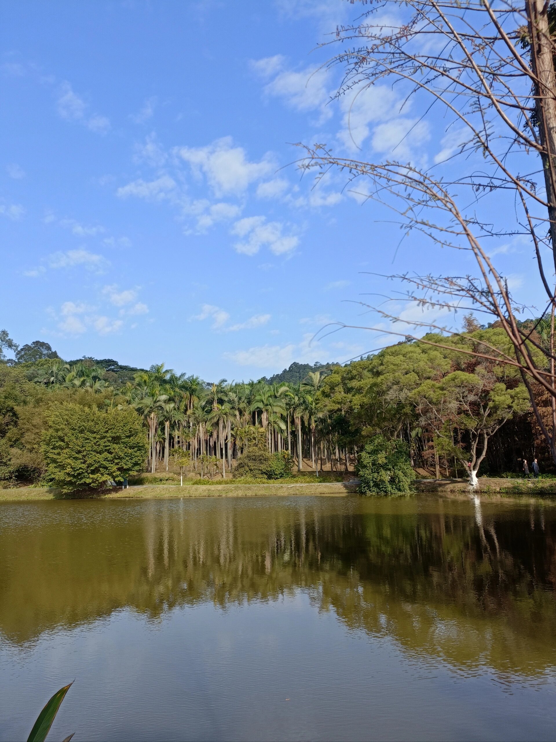 广州的绿肺 大夫山森林公园,位于广州市番禺区,是一个集游览,休闲