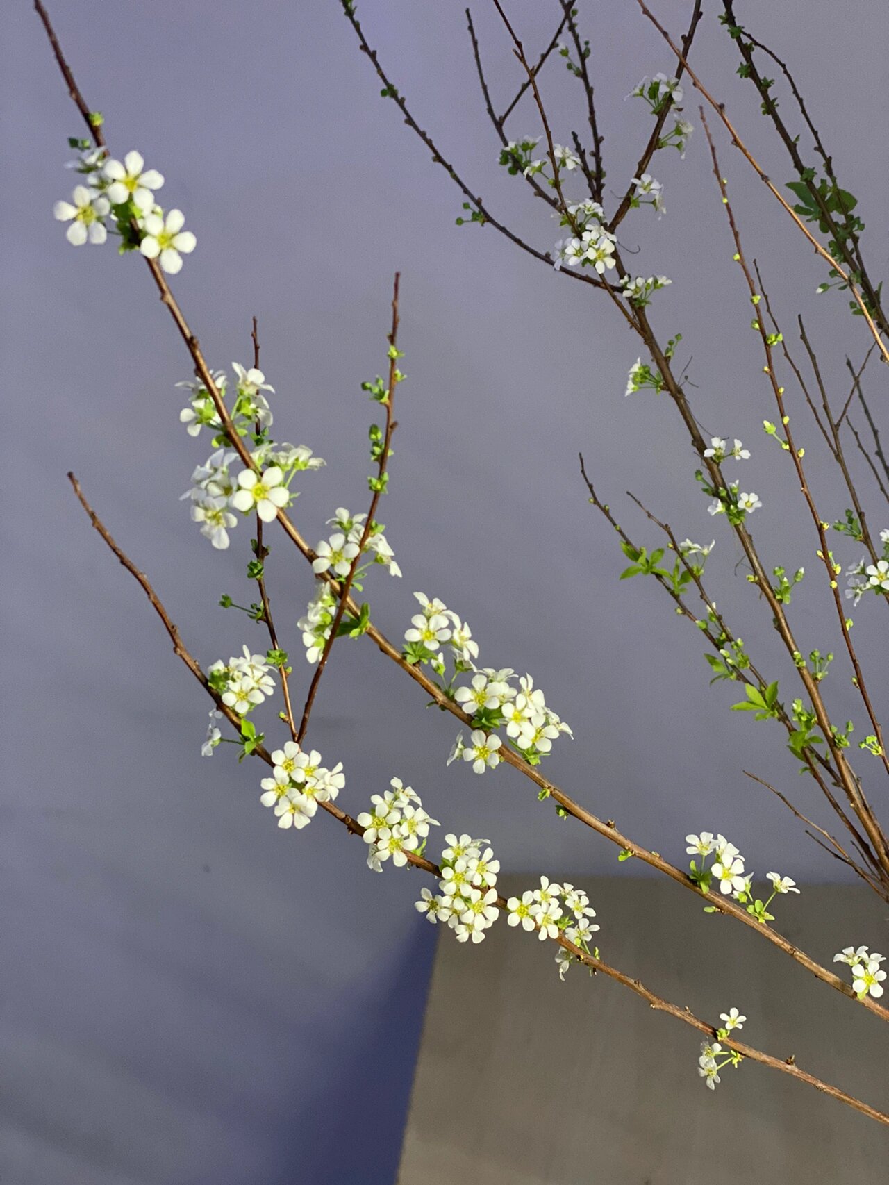 年前插的雪柳终于开花啦  一月中旬冲动消费19