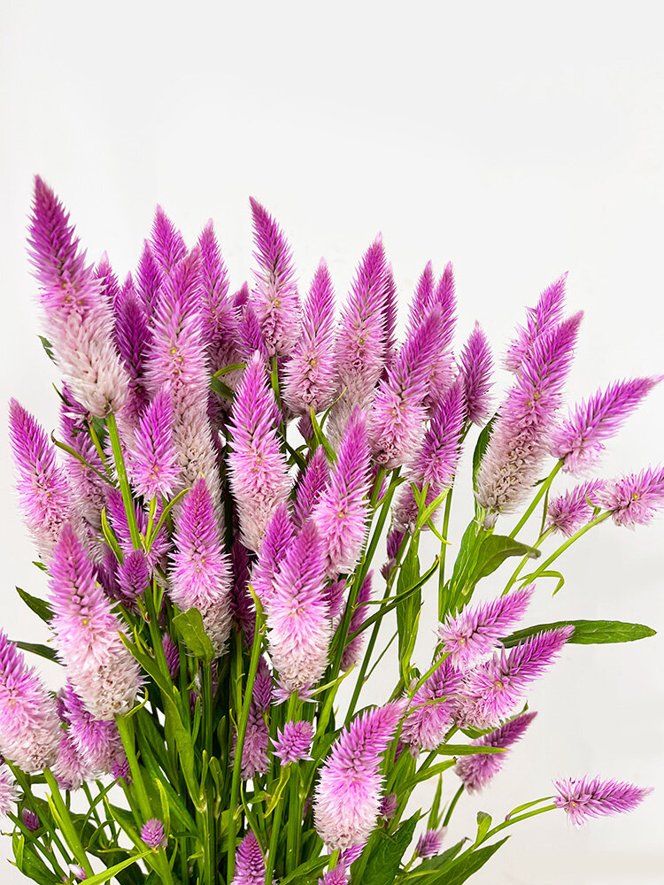 粉白仙女色——凤尾花